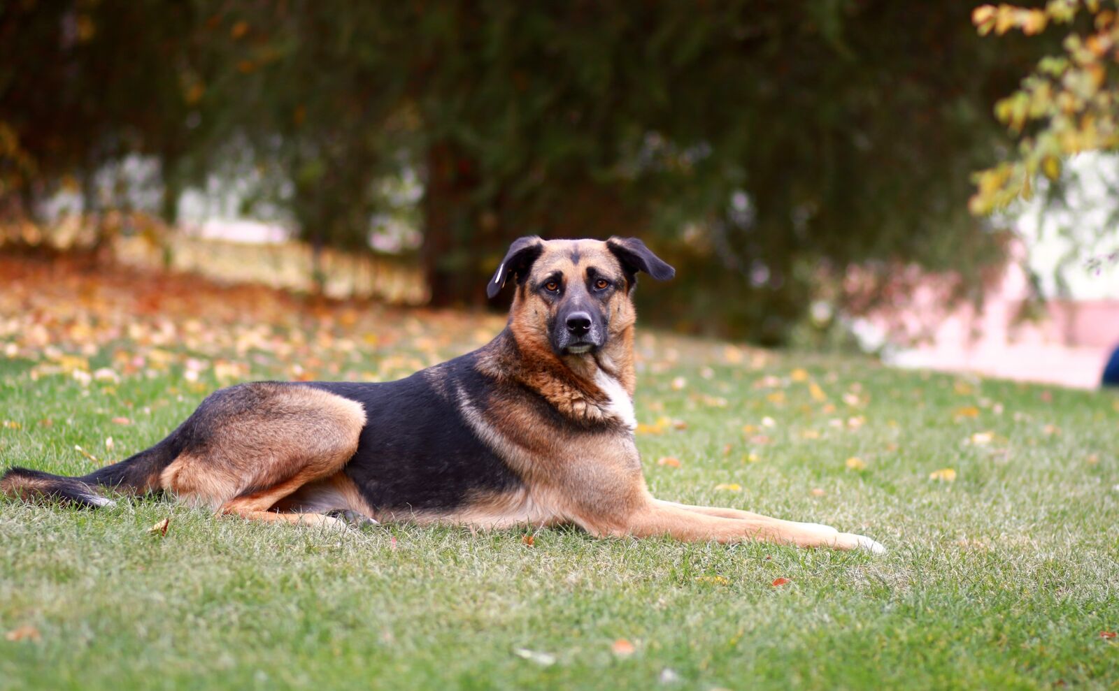 Canon EF 85mm F1.8 USM sample photo. Dog, shepherd dog, wolfhound photography