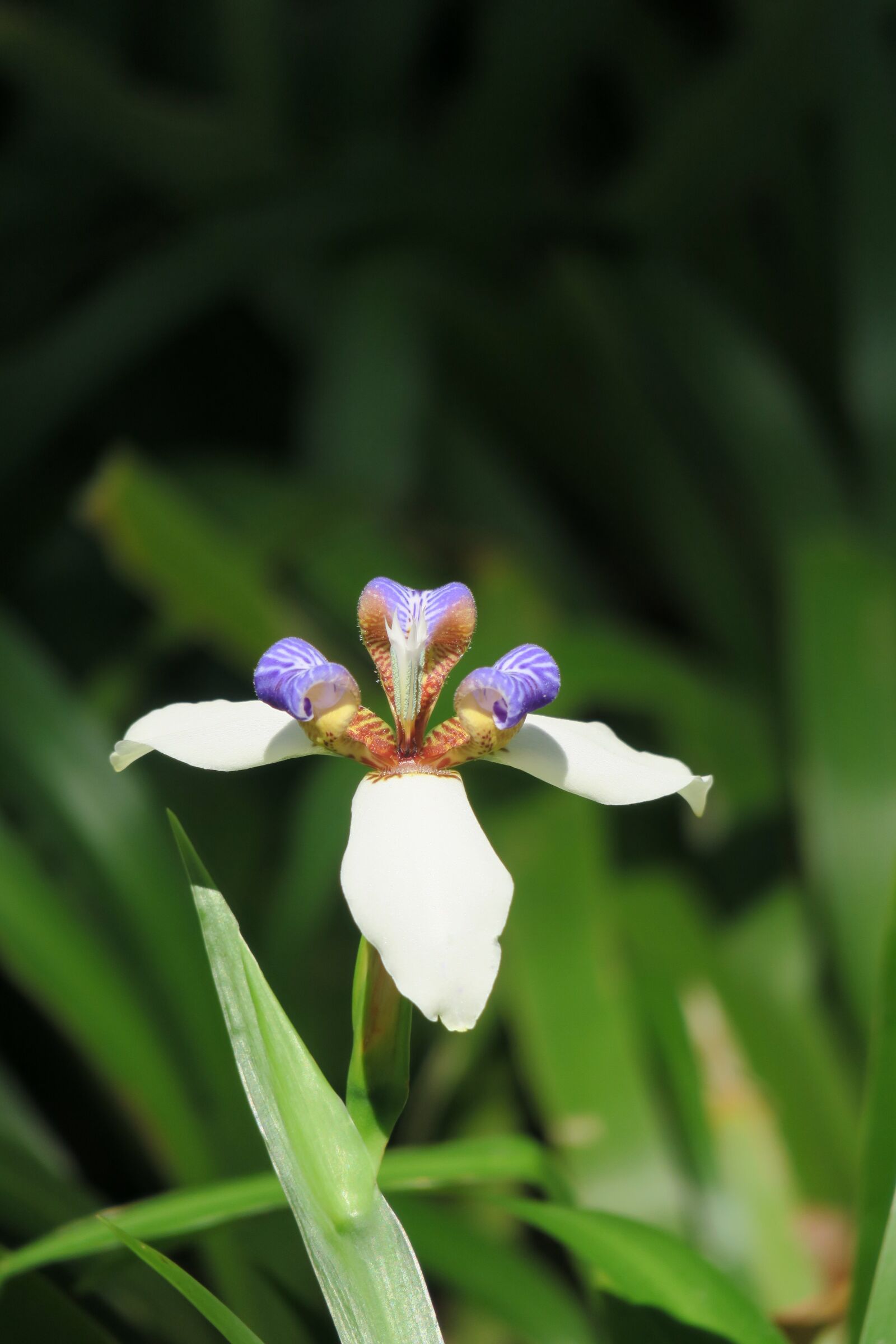 Canon PowerShot G3 X sample photo. Iris, nature, plant photography
