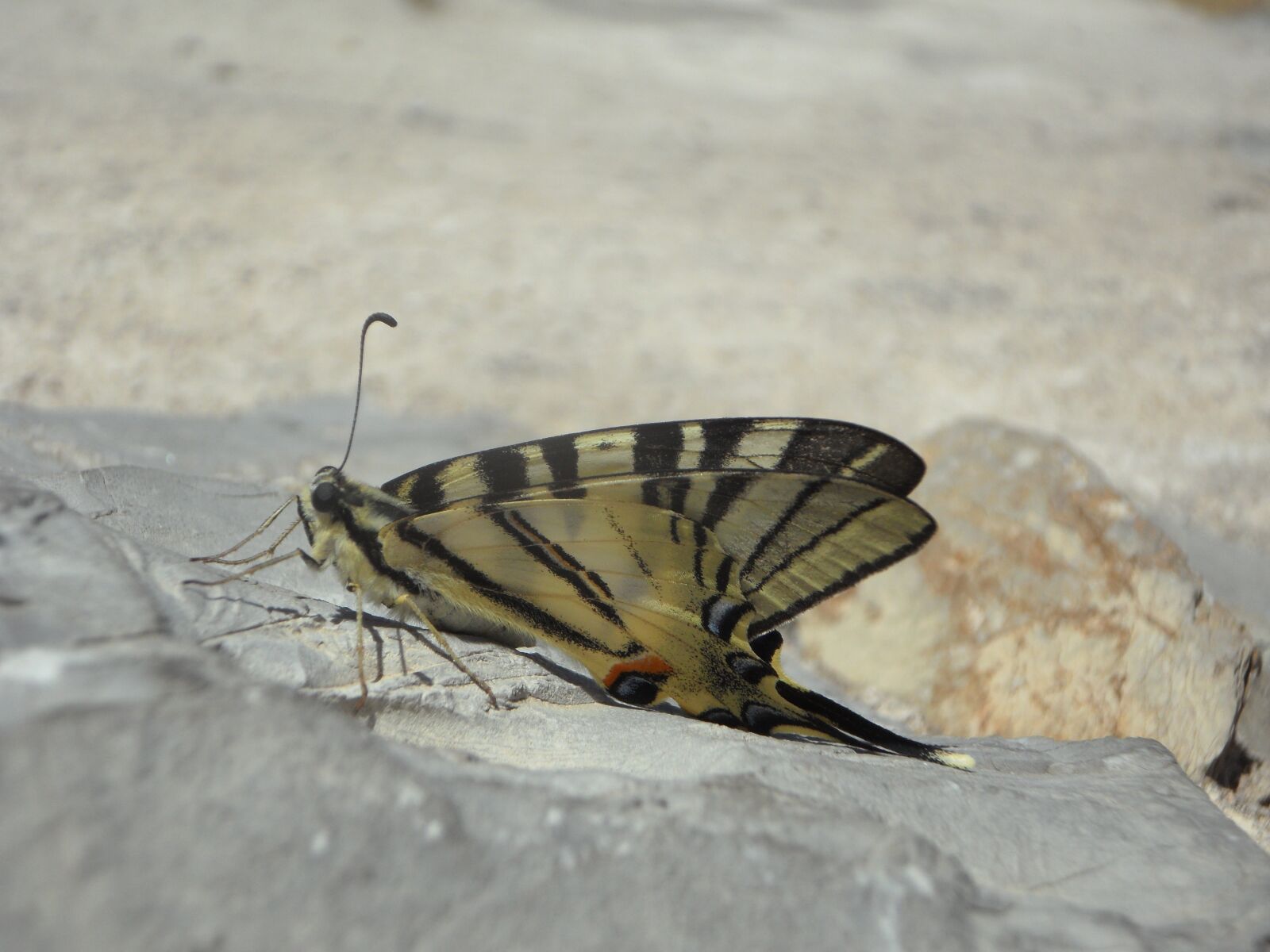 Samsung VLUU WB210, SAMSUNG WB210 sample photo. Dovetail, butterfly, insect photography