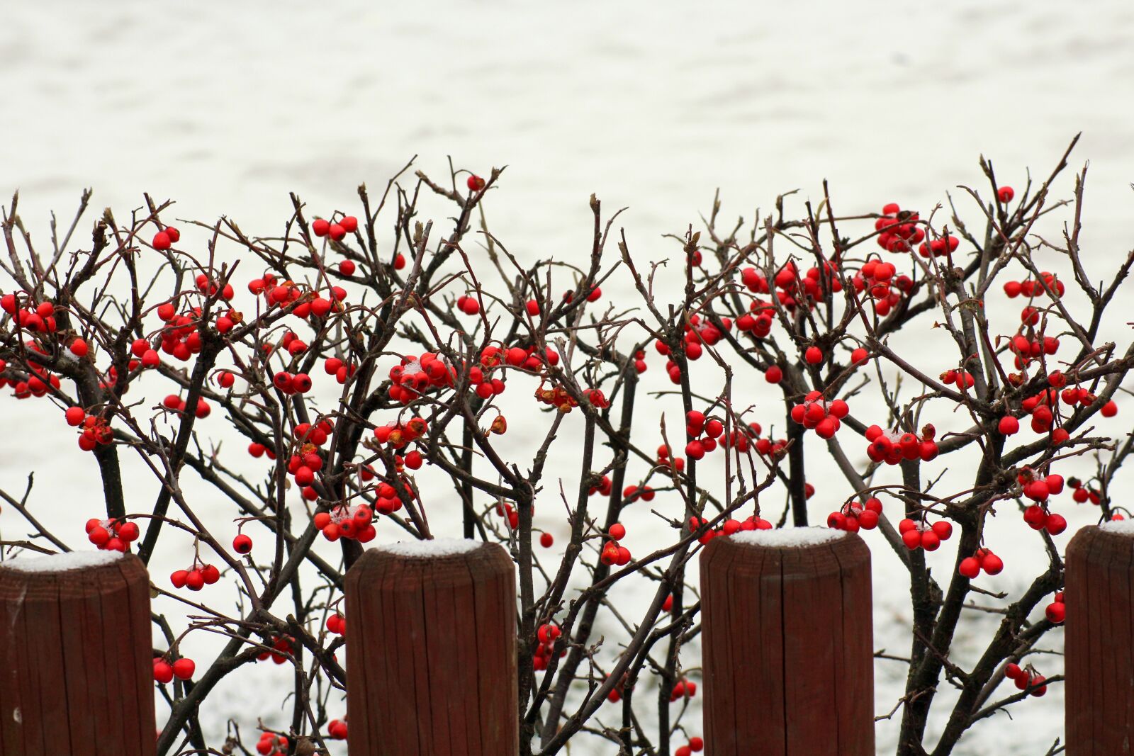 Canon EOS 1200D (EOS Rebel T5 / EOS Kiss X70 / EOS Hi) sample photo. Bush, winter, snow photography