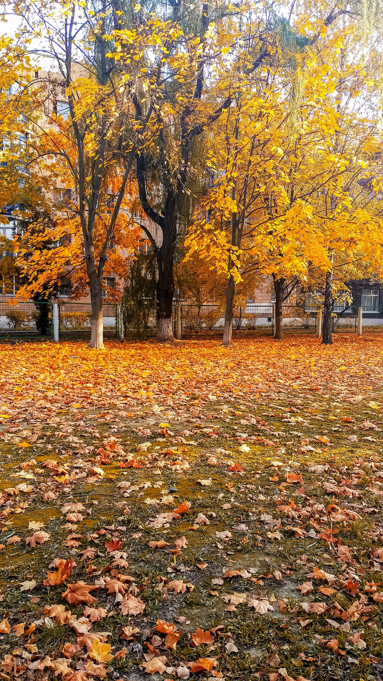 Samsung Galaxy A6+ sample photo. осень, дерево, листья photography