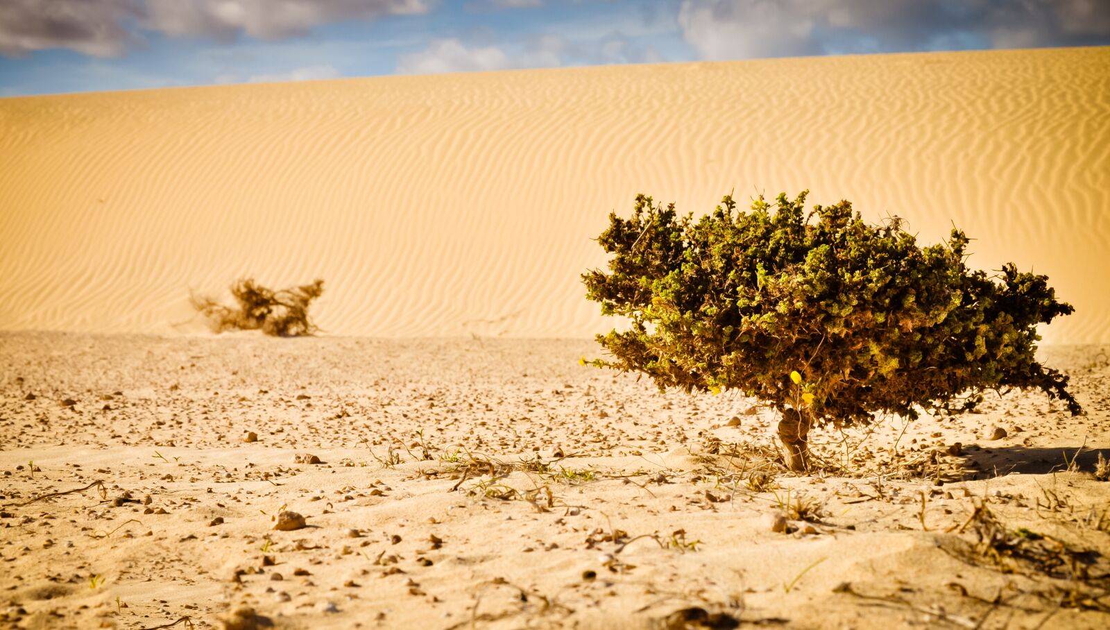 Nikon D5000 sample photo. Desert, plant, sand photography
