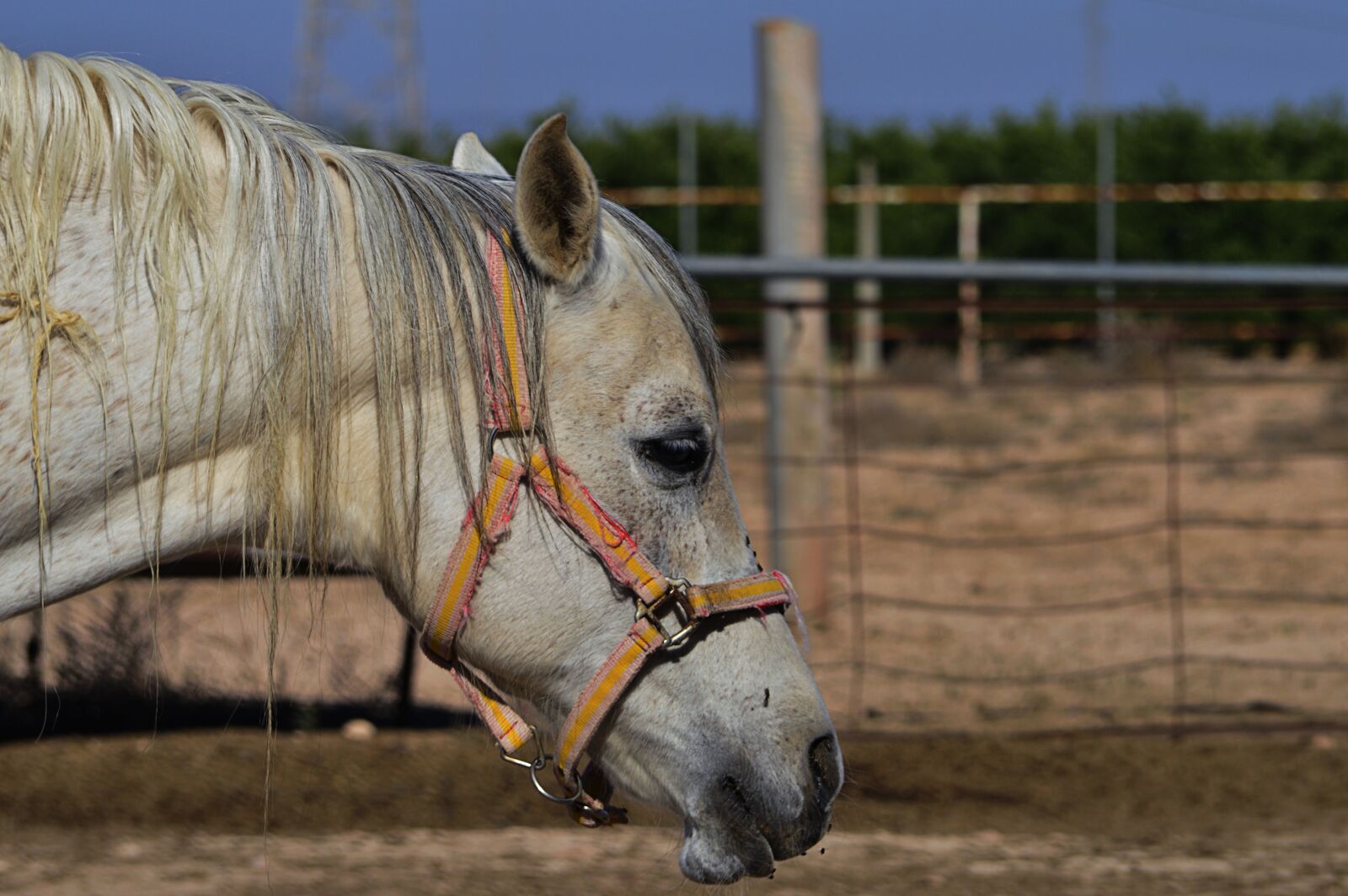 Nikon D3200 sample photo. Head animal, horse, head photography