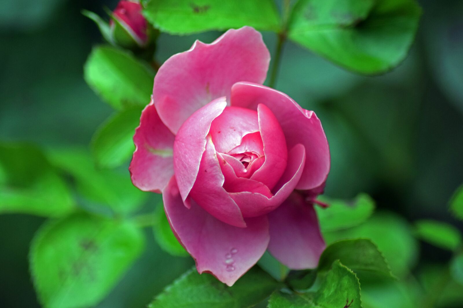 Nikon D3300 sample photo. Rose bloom, pink, pink photography