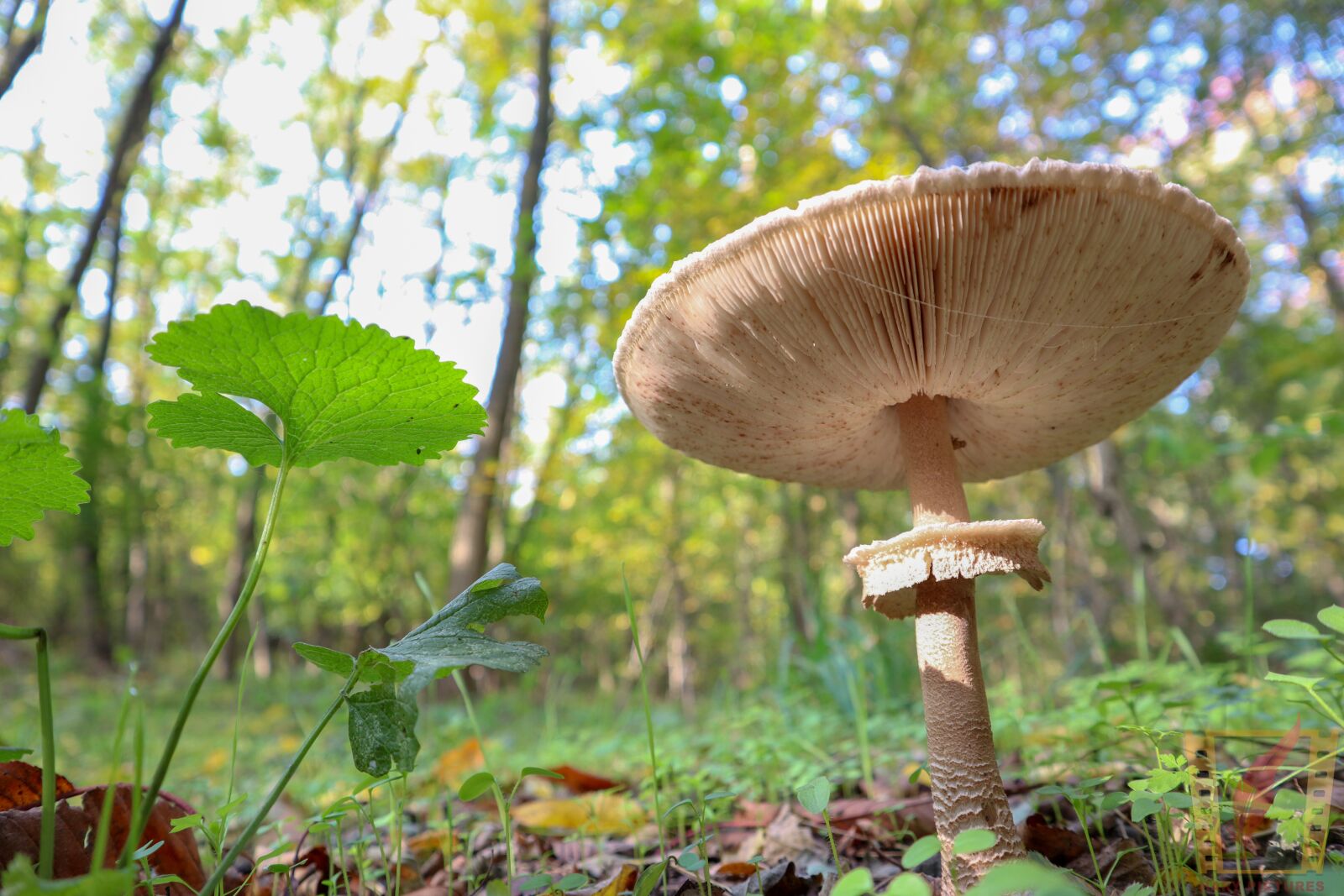 Canon EOS M50 (EOS Kiss M) sample photo. Autumn, wood, nature photography