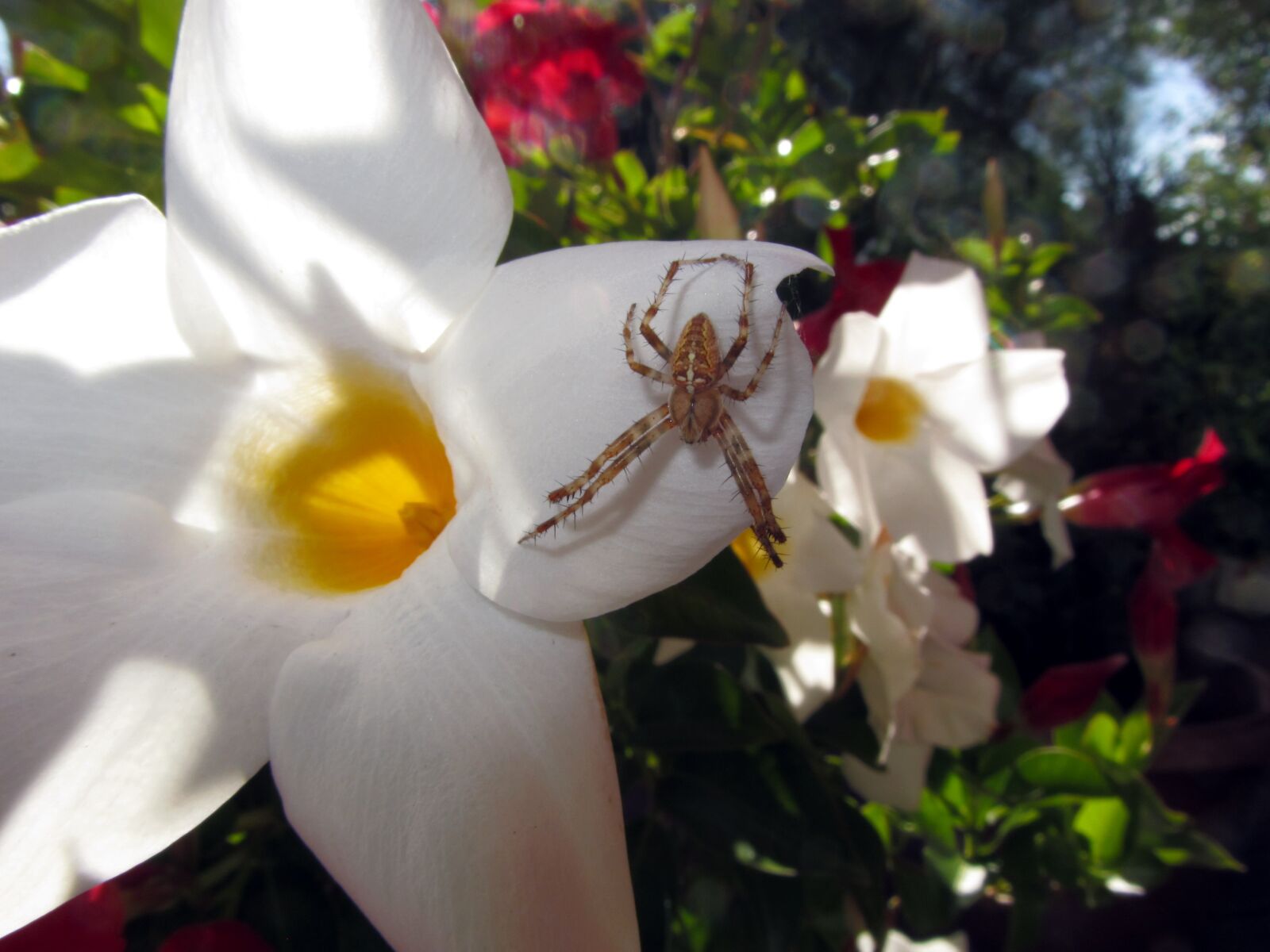 Canon PowerShot SX220 HS sample photo. White trumpet flower, blossom photography