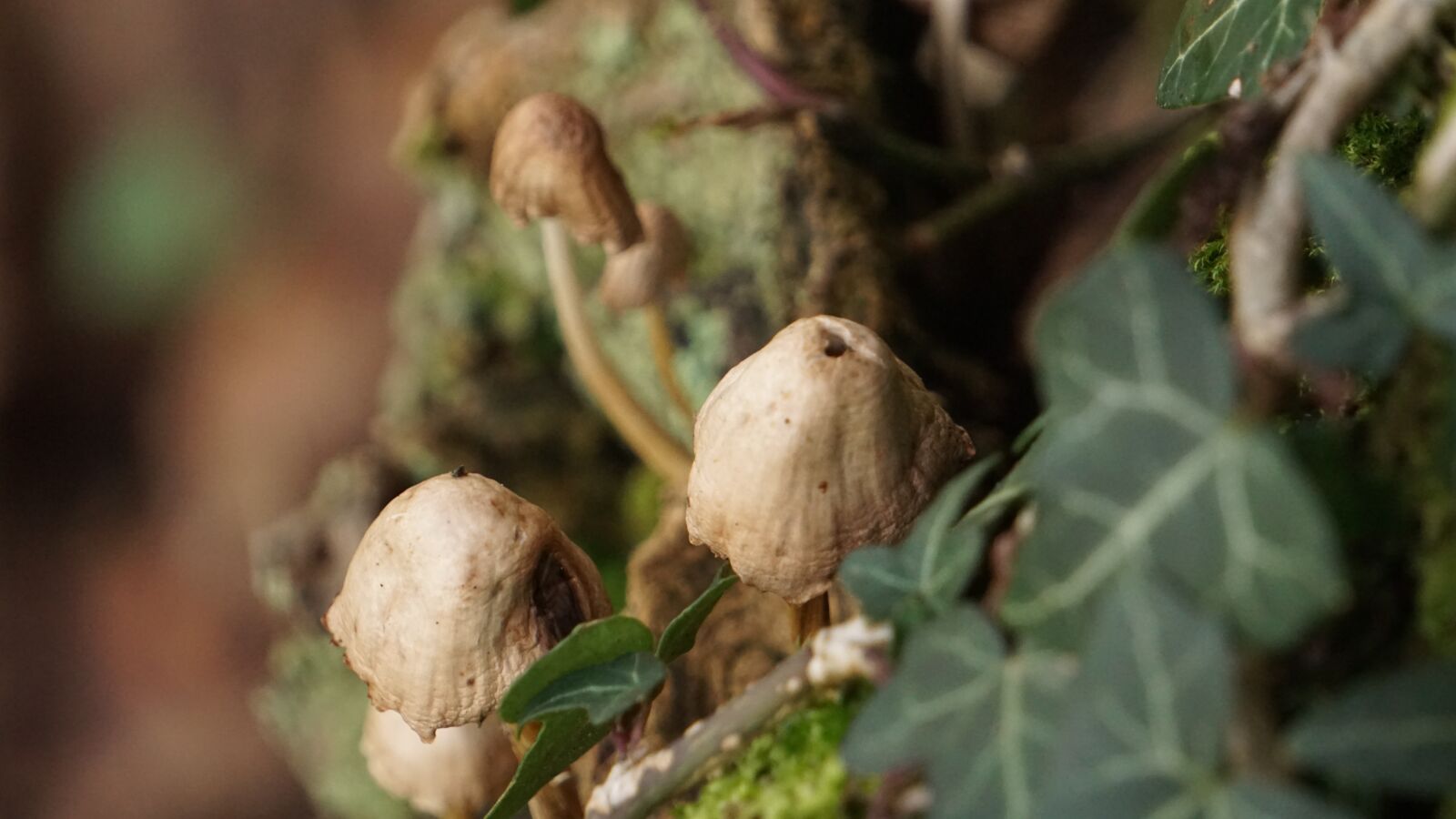 Sony E 55-210mm F4.5-6.3 OSS sample photo. Fungus, fall, foam photography