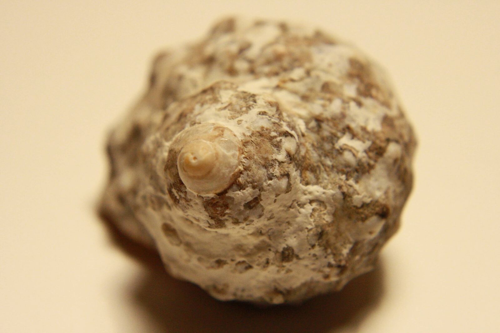 f/3.5-5.6 IS sample photo. Gastropod, mollusk, invertebrate, still photography