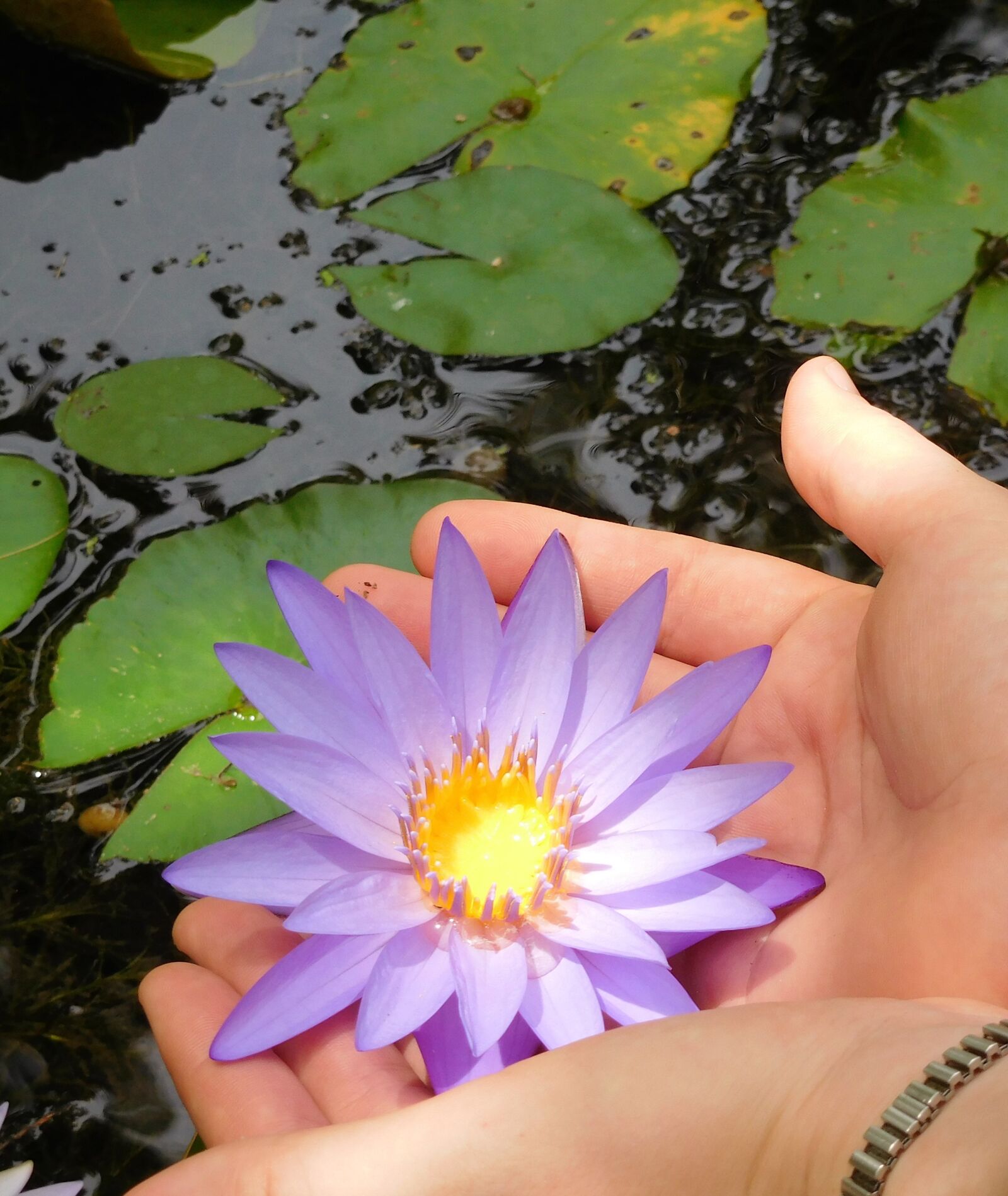 Nikon Coolpix S7000 sample photo. Water lily, water lily photography