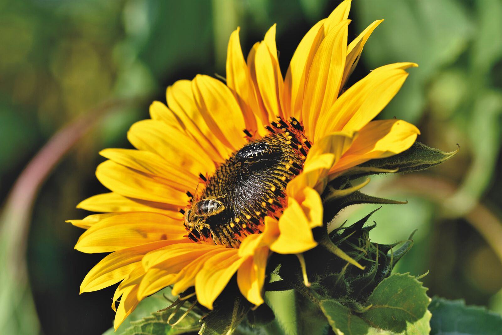 Nikon D7200 sample photo. Sunflower, flower, insects photography