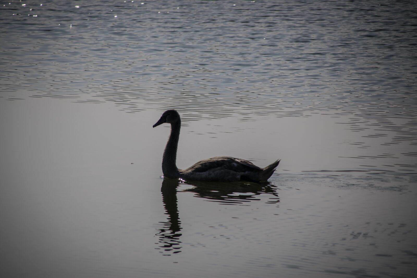 Nikon D5300 sample photo. Swan, water, bird photography