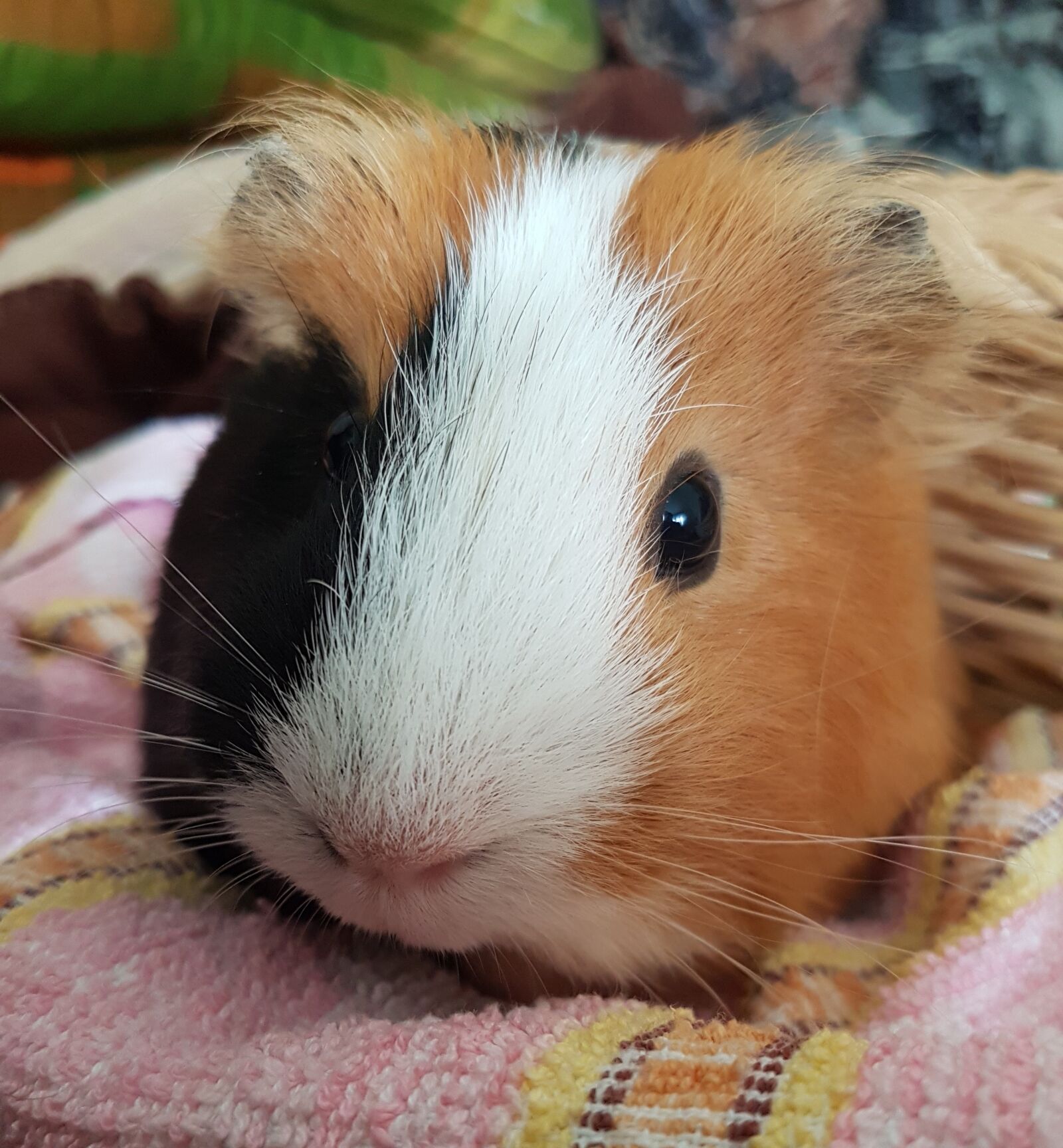 Samsung Galaxy S7 sample photo. Guinea pig, sweet, paula photography