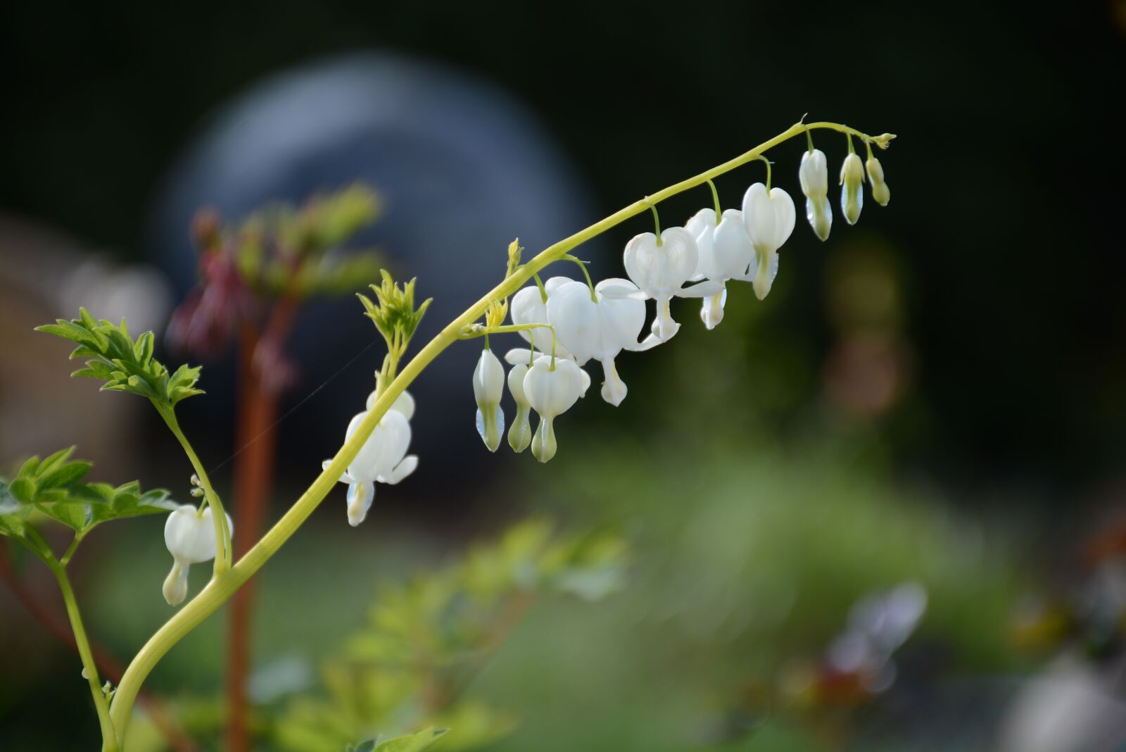 Nikon D7100 sample photo. Hearts, flower, flowers photography