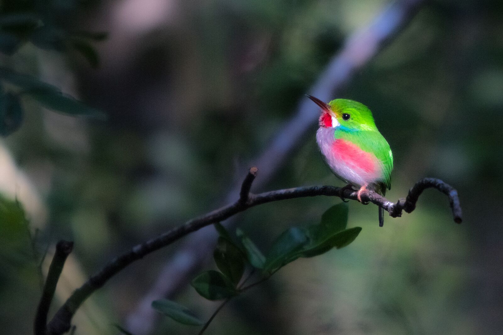 Canon EF 70-200mm F2.8L IS USM sample photo. Cuba, matanzas, cienaga de photography