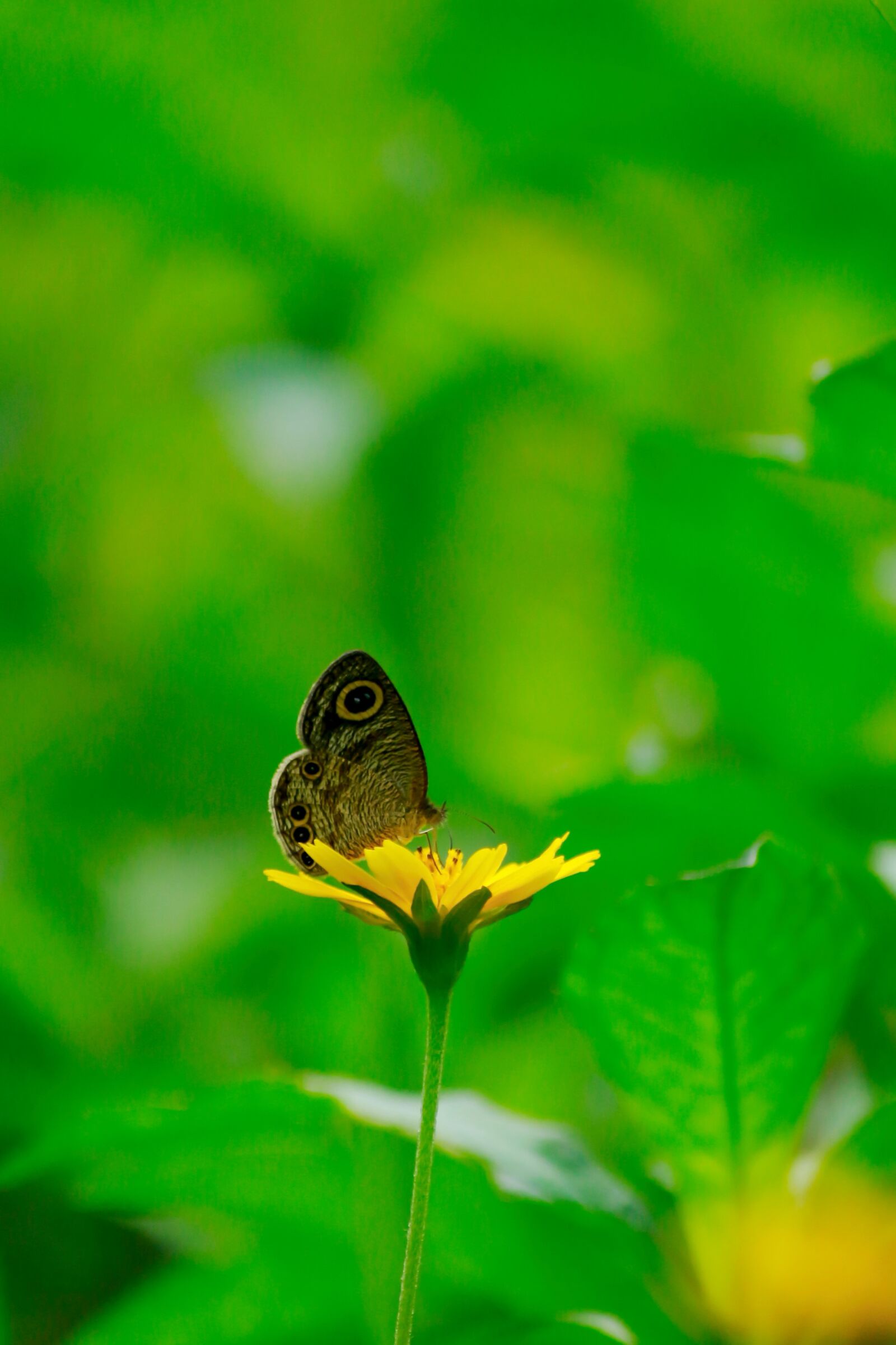 Canon EOS 700D (EOS Rebel T5i / EOS Kiss X7i) sample photo. Common four-ring, common four photography