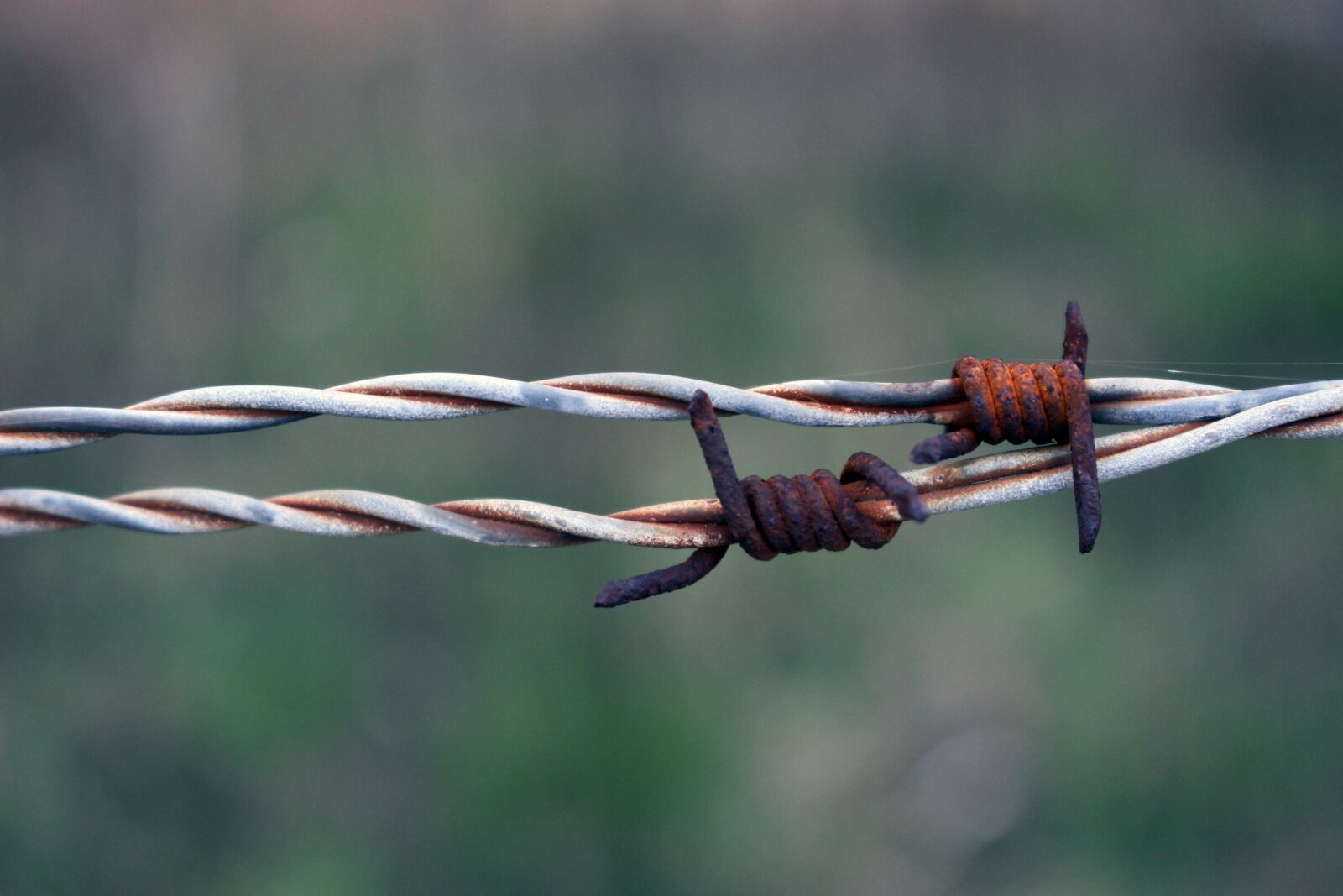 Canon EOS 100D (EOS Rebel SL1 / EOS Kiss X7) sample photo. Barbed wire, rust, rusty photography