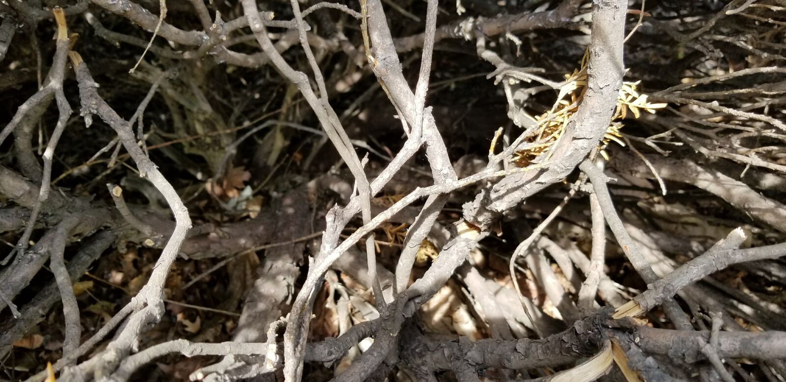 Samsung Galaxy S8 sample photo