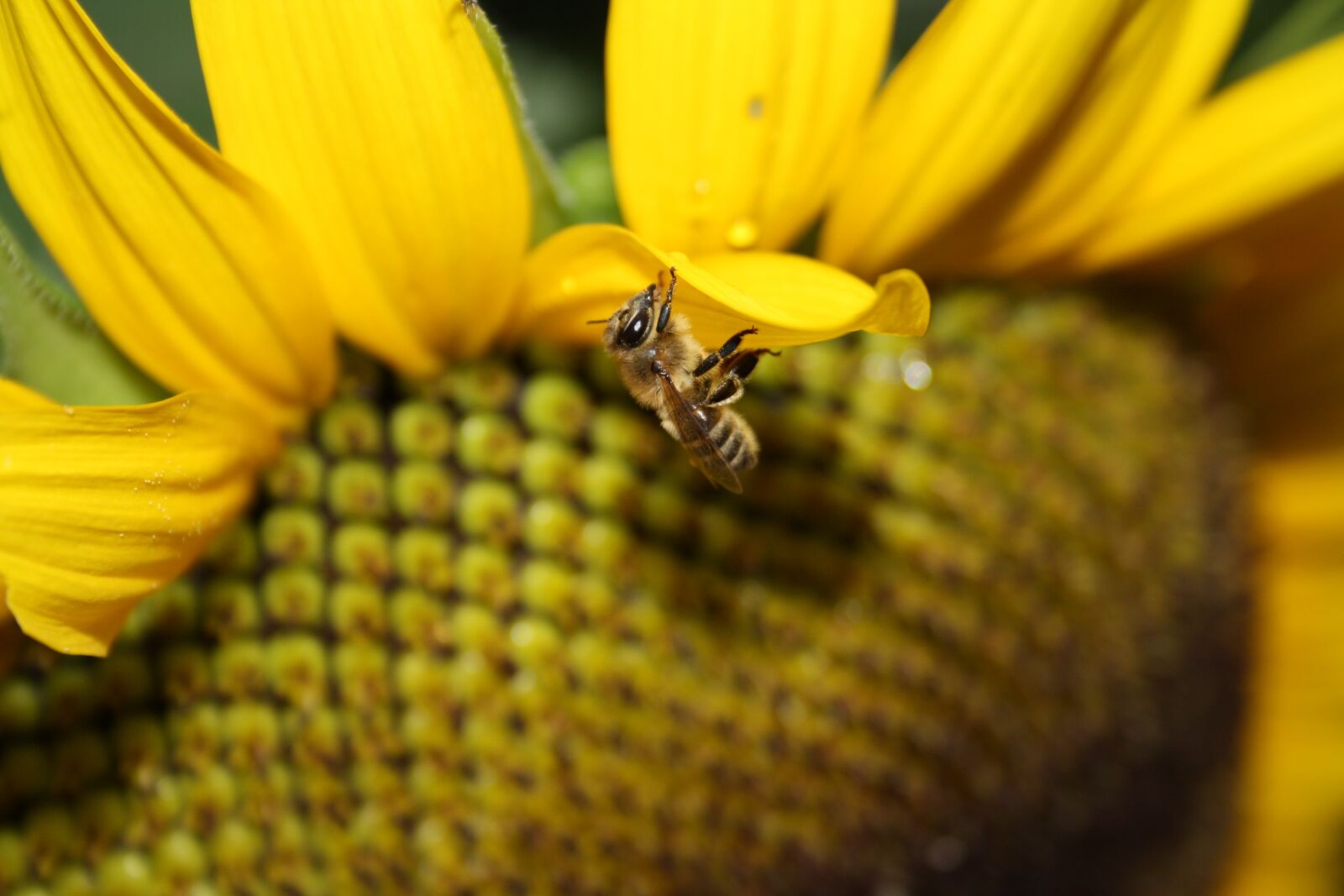 Canon EOS 1000D (EOS Digital Rebel XS / EOS Kiss F) sample photo. Sunflower, bee, summer photography