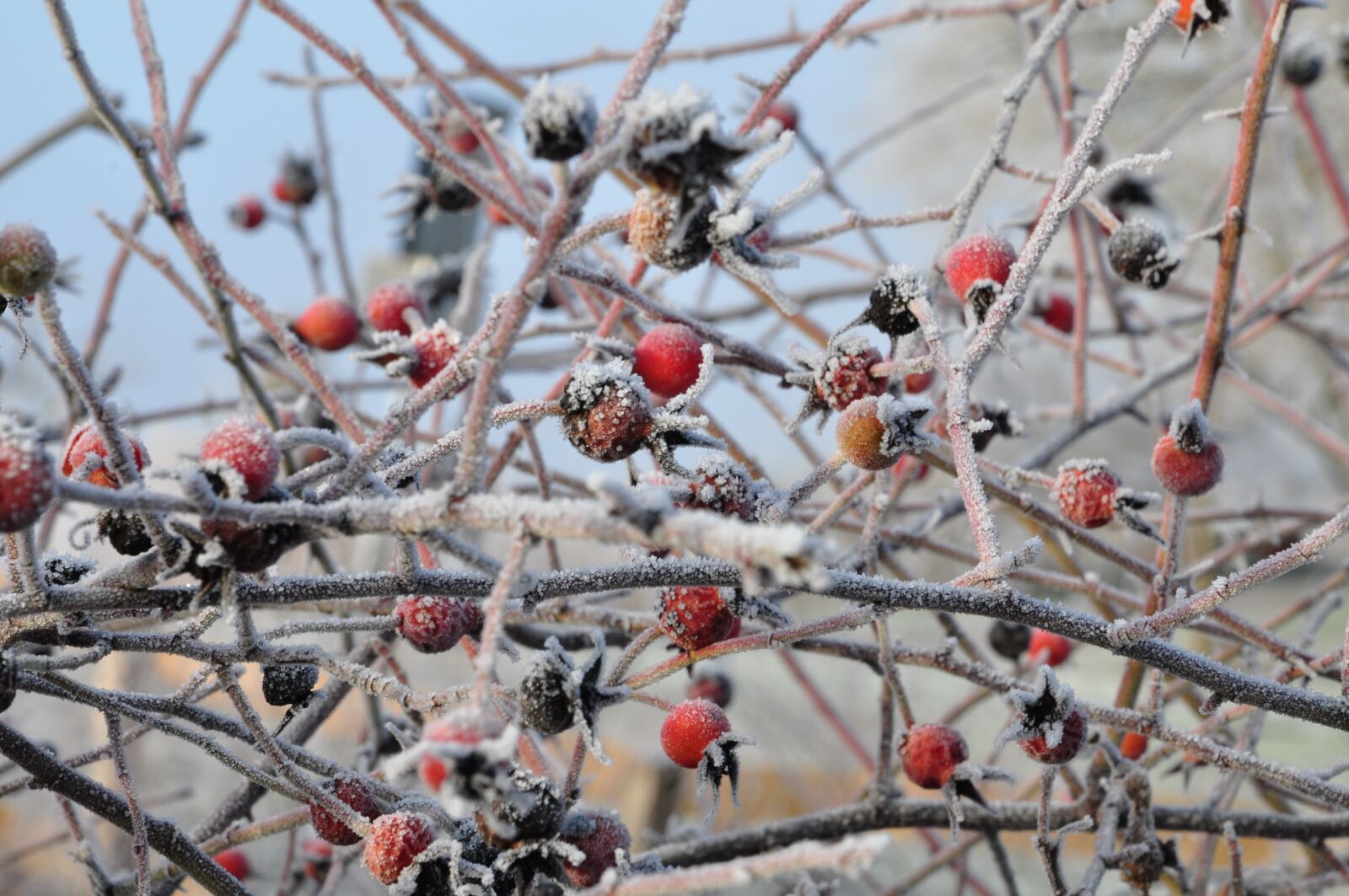 Nikon D90 sample photo. Rose, frost, winter photography