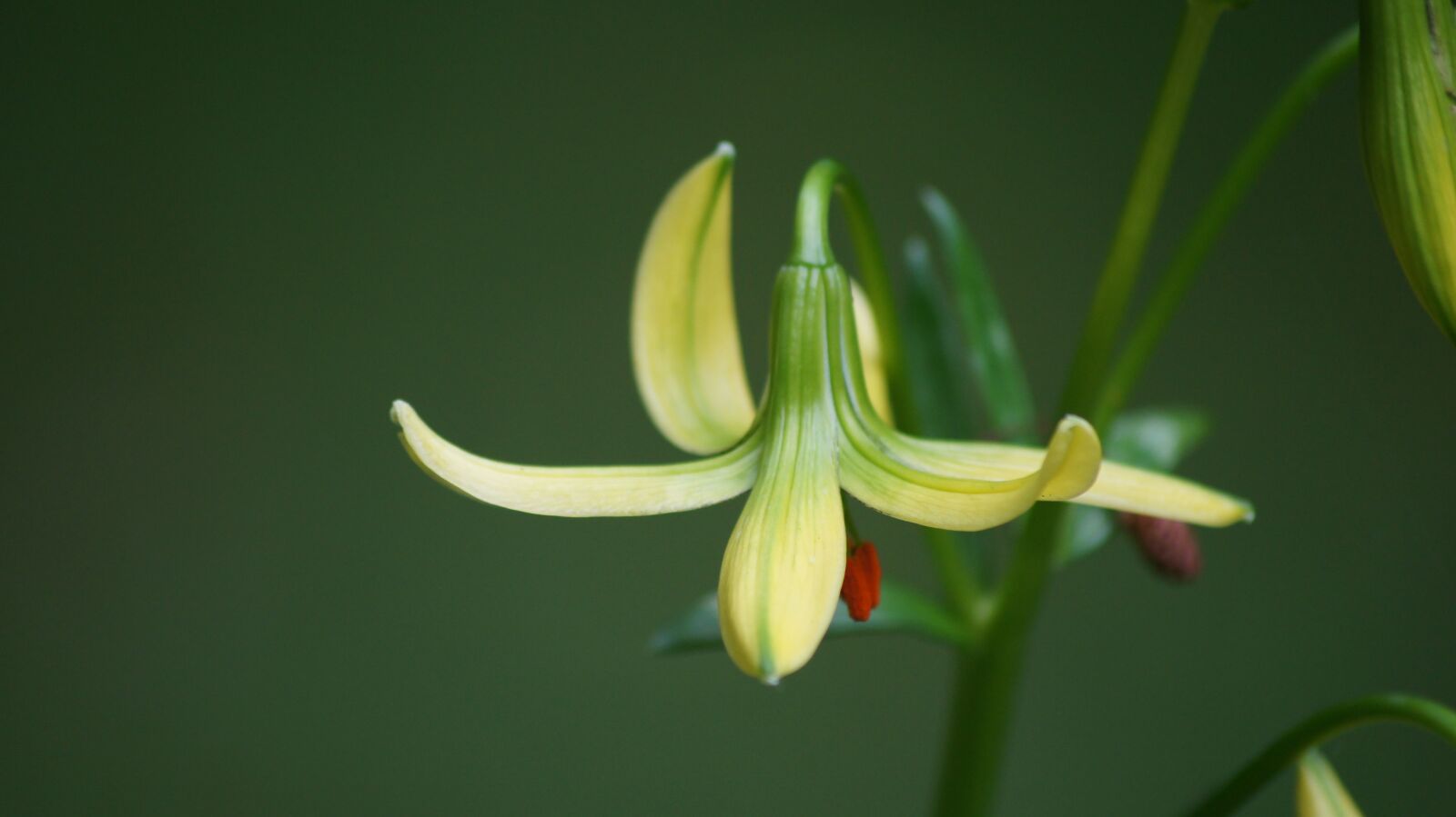 Sony SLT-A35 sample photo. Flower, spring, summer photography