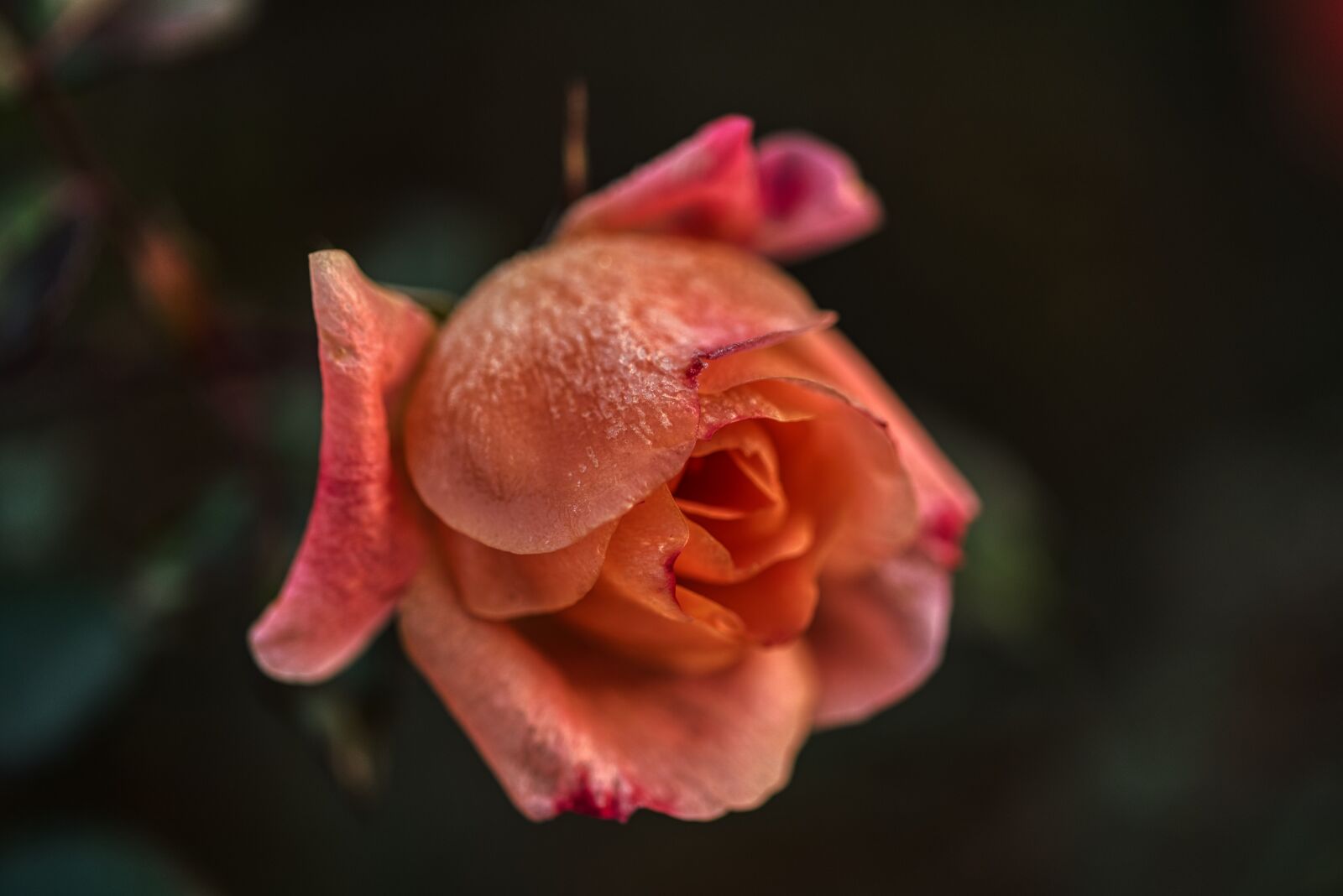 Nikon D750 sample photo. Rose, flower, winter rose photography