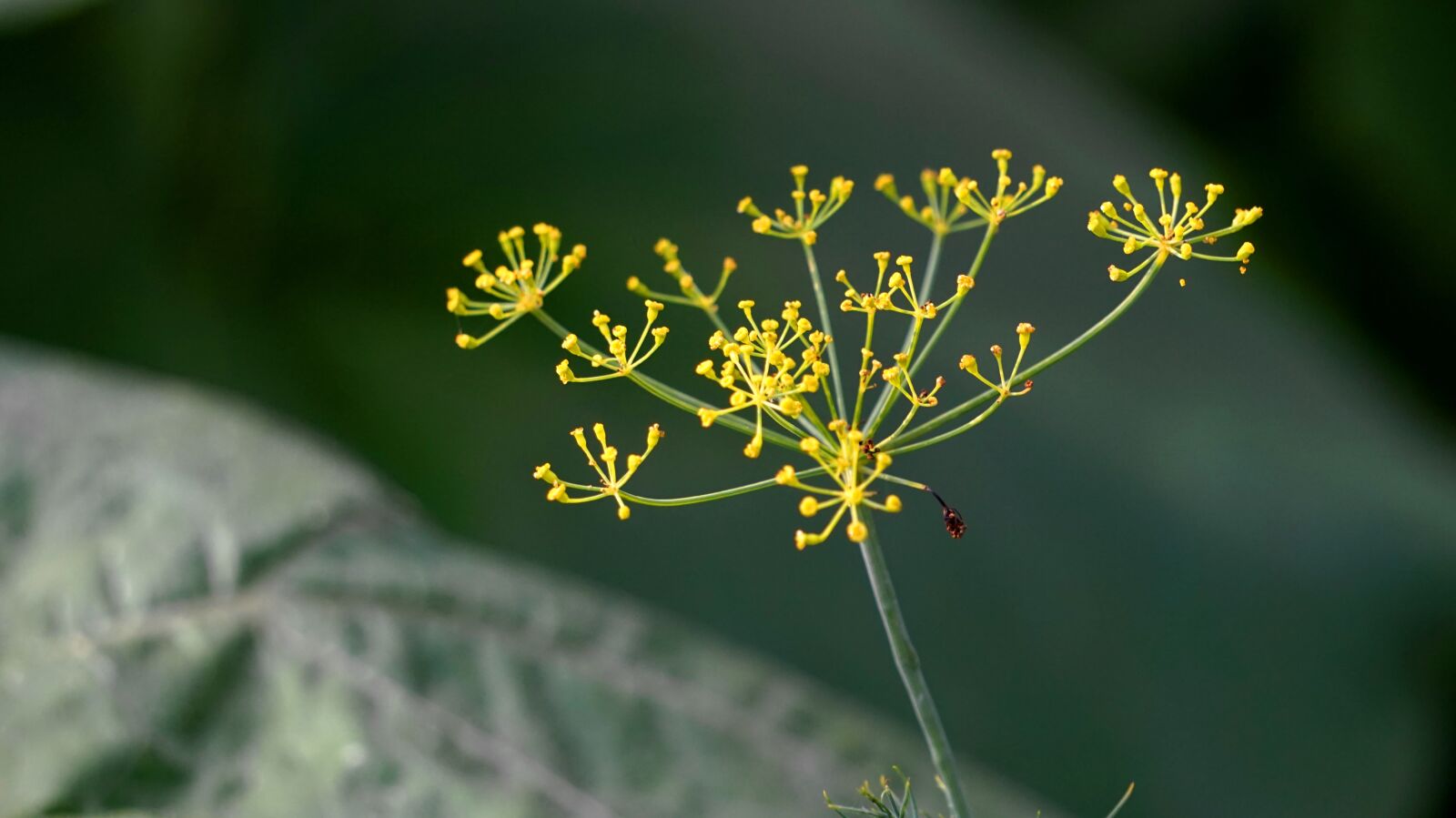 Sony Alpha a5000 (ILCE 5000) + Sony E 55-210mm F4.5-6.3 OSS sample photo. Dill, spice, garden photography