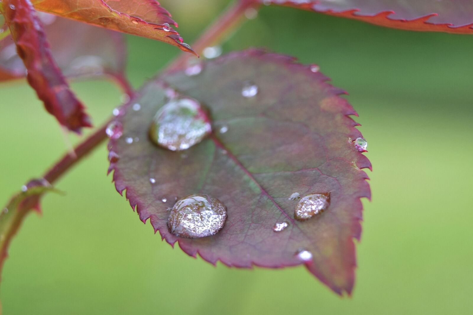 Nikon D5300 sample photo. Macro, water, dew photography