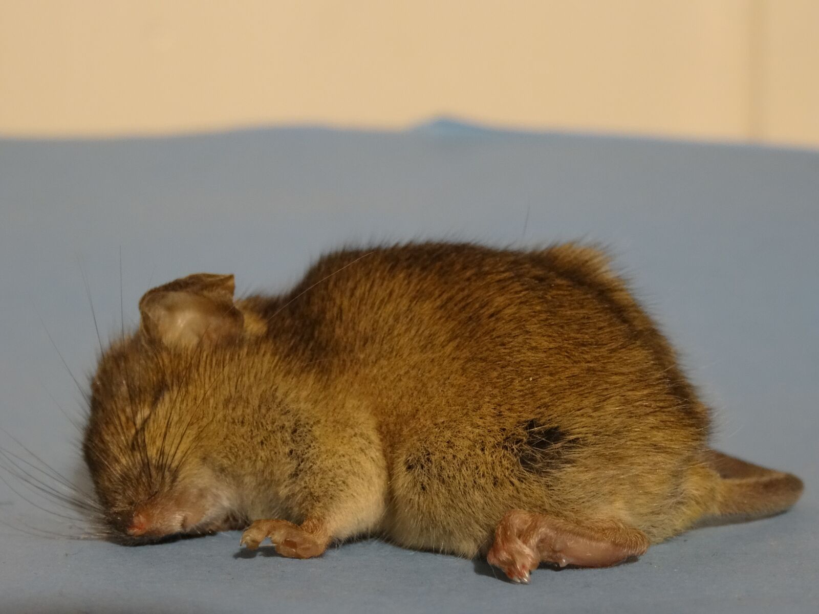 Sony DSC-HX50 sample photo. Mouse front, country life photography