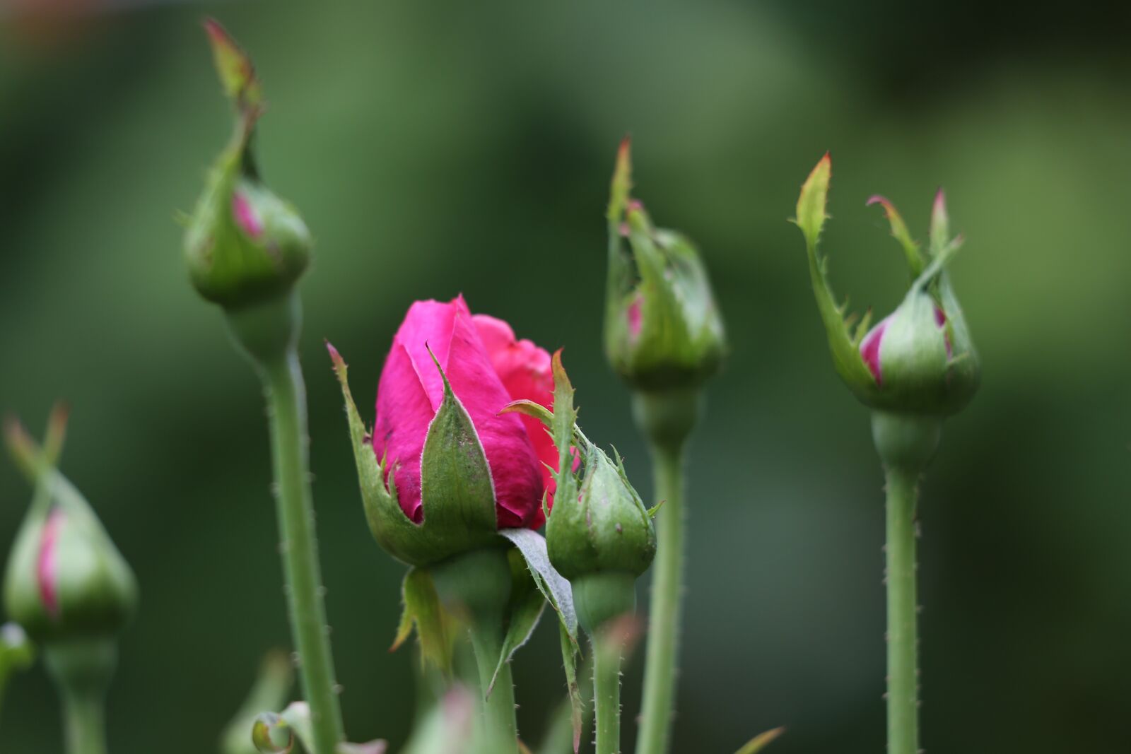 Canon EOS 6D + Canon EF 70-300 F4-5.6 IS II USM sample photo. Red rose velvet, buds photography