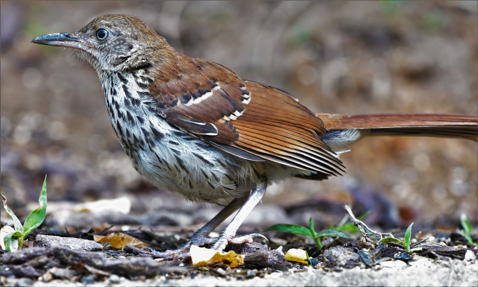 Nikon D850 sample photo. Bird, thrasher, wildlife photography