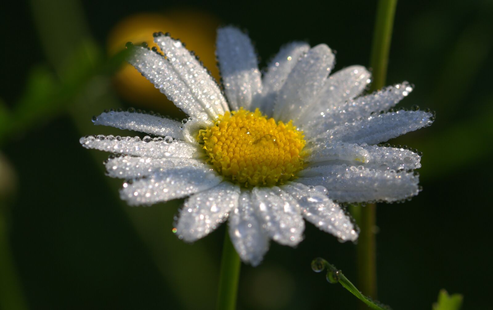 Canon EOS 650D (EOS Rebel T4i / EOS Kiss X6i) sample photo. Daisies, leucanthemum maximum, flowers photography
