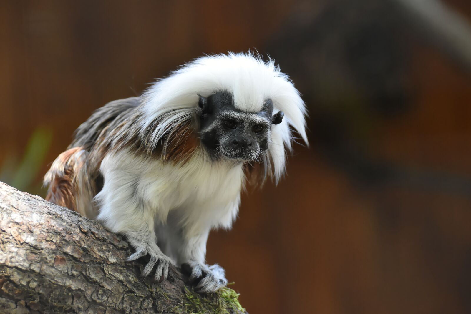 Nikon D7200 sample photo. Monkey, animal, animal photography photography