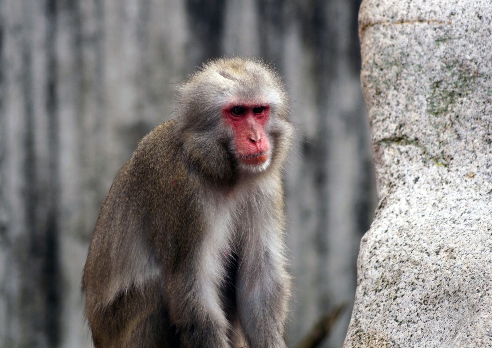 Sony SLT-A58 + Sony DT 55-200mm F4-5.6 SAM sample photo. Monkey, zoo, silly photography