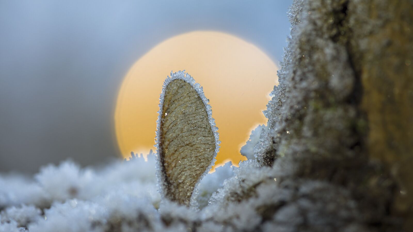 Canon EOS 7D sample photo. Hoarfrost, maple seeds, frost photography