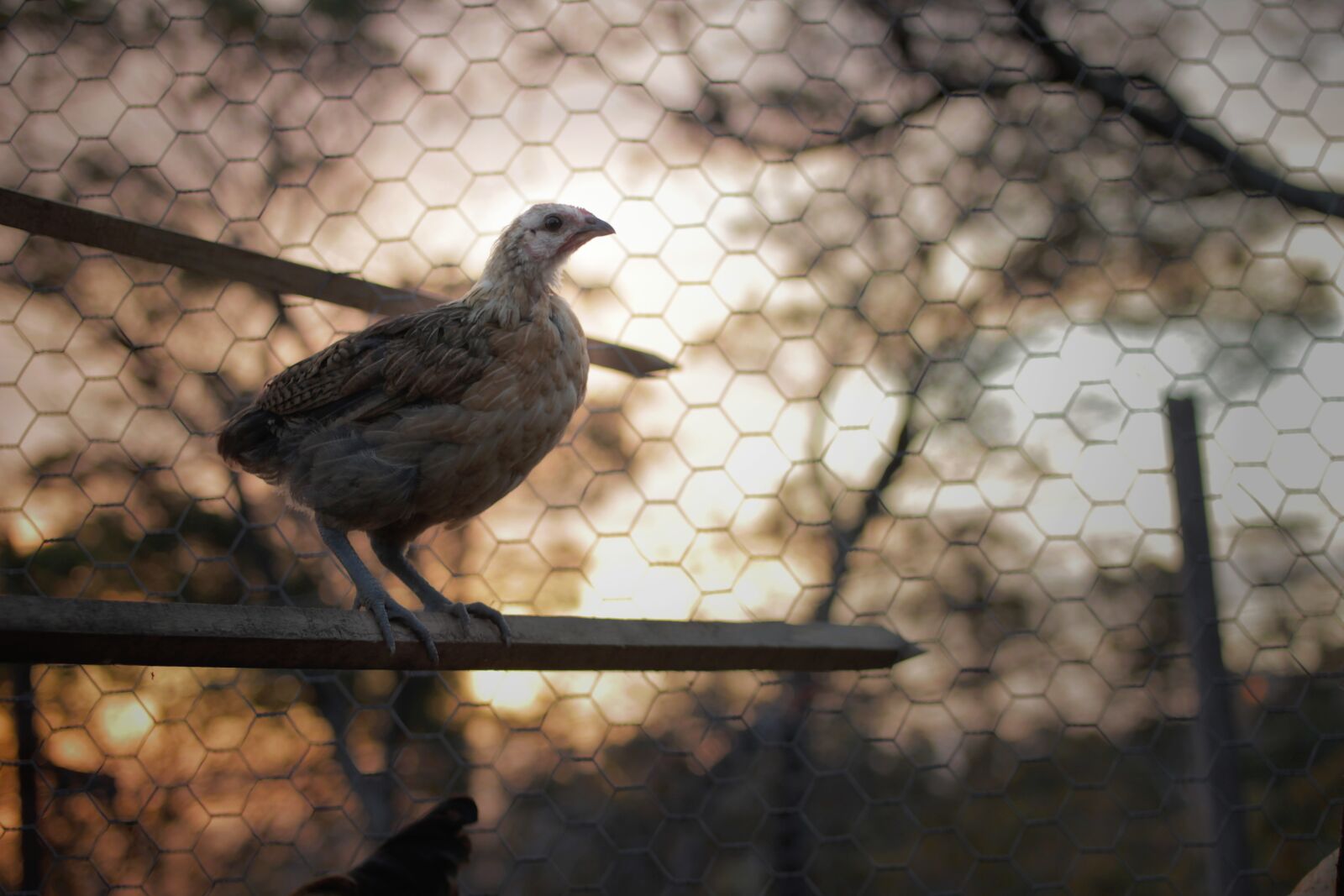 Canon EF 35mm F2 sample photo. Chick, chicken, cage photography