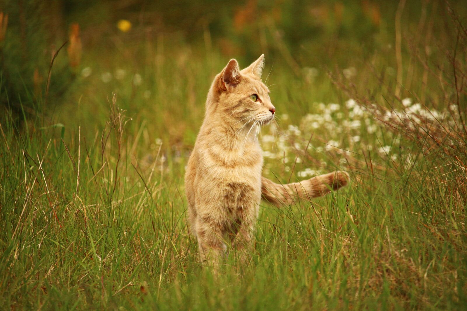 Canon EOS 100D (EOS Rebel SL1 / EOS Kiss X7) sample photo. Cat, kitten, mackerel photography