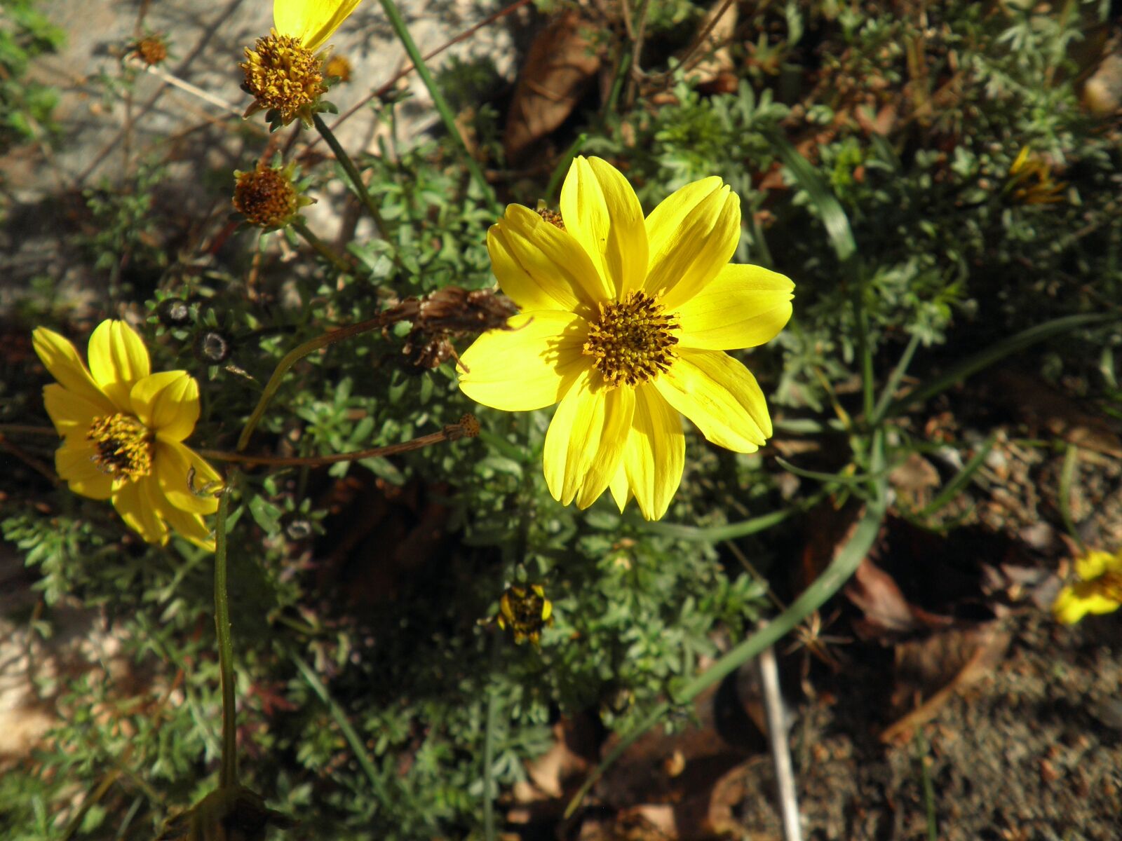 Olympus FE4010,X930 sample photo. Flower, yellow, small photography