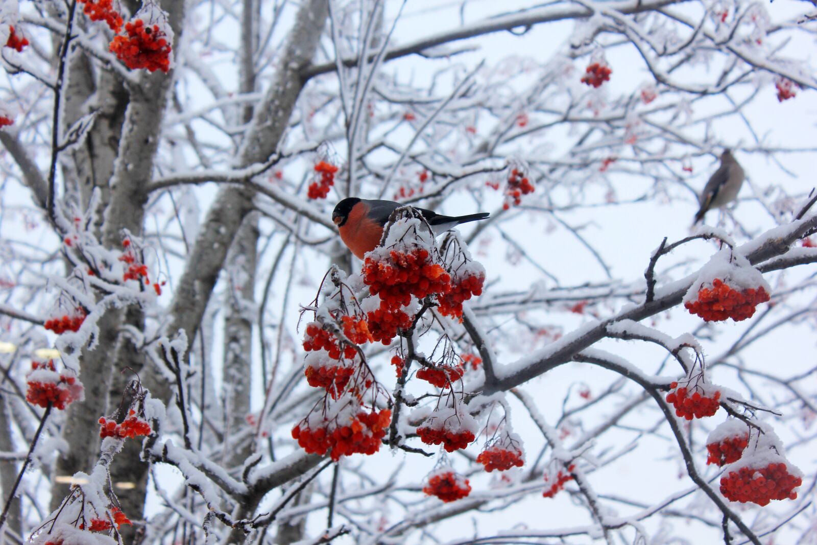 Canon EOS 60D sample photo. Bullfinch, winter, birds photography