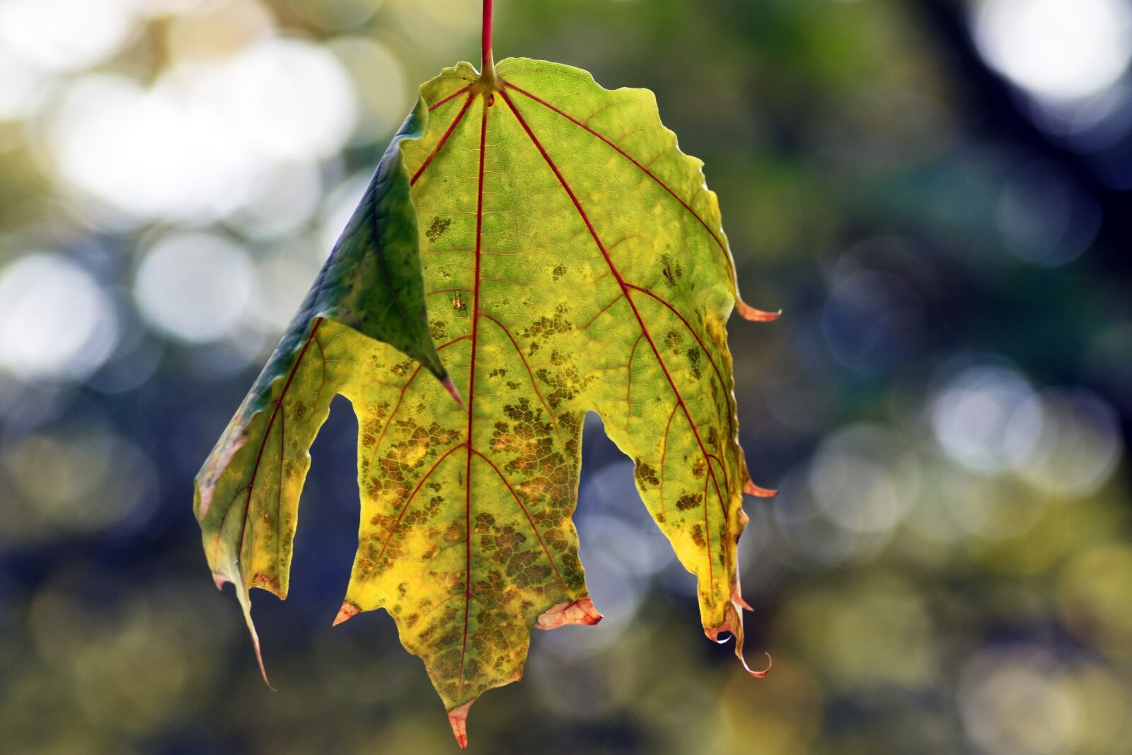 Nikon D3400 sample photo. Holidays, foliage, wood photography
