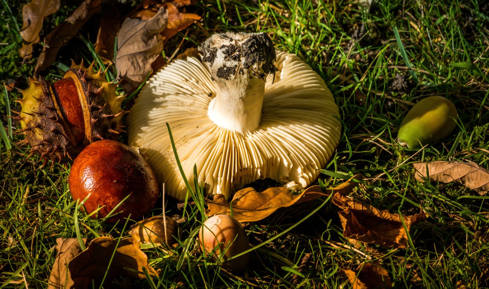 Nikon D7100 sample photo. Autumn, fall, conker photography