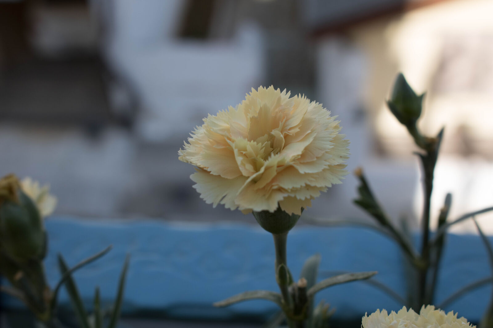 Canon EOS 750D (EOS Rebel T6i / EOS Kiss X8i) sample photo. Macro, flower photography