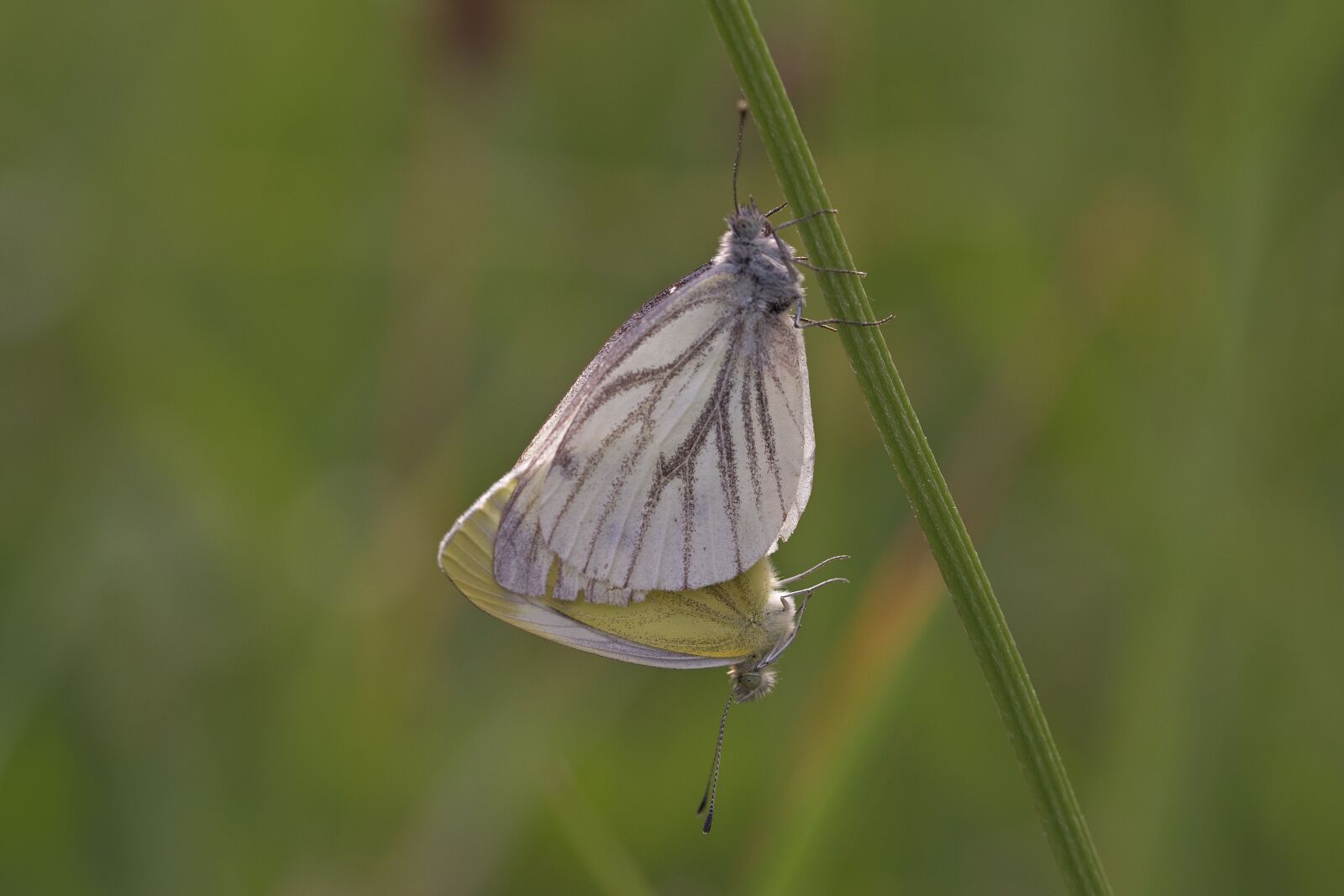 Nikon D5200 sample photo. Butterflies, green veins, pairing photography