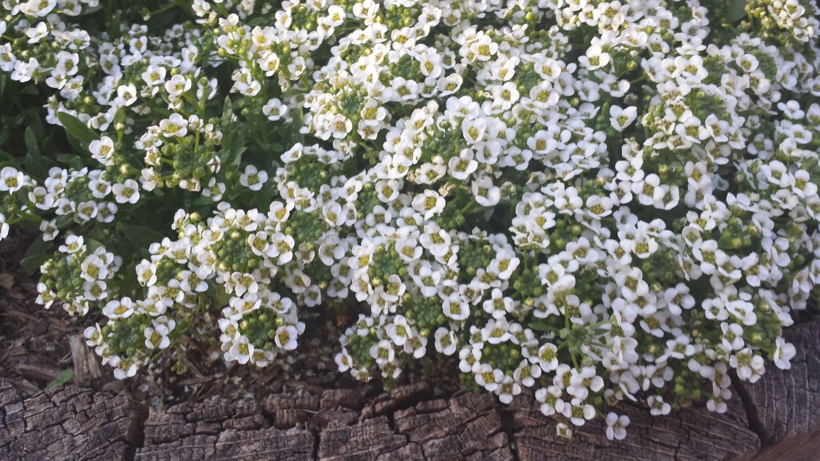 Samsung Galaxy S4 sample photo. White, flowers, nature photography