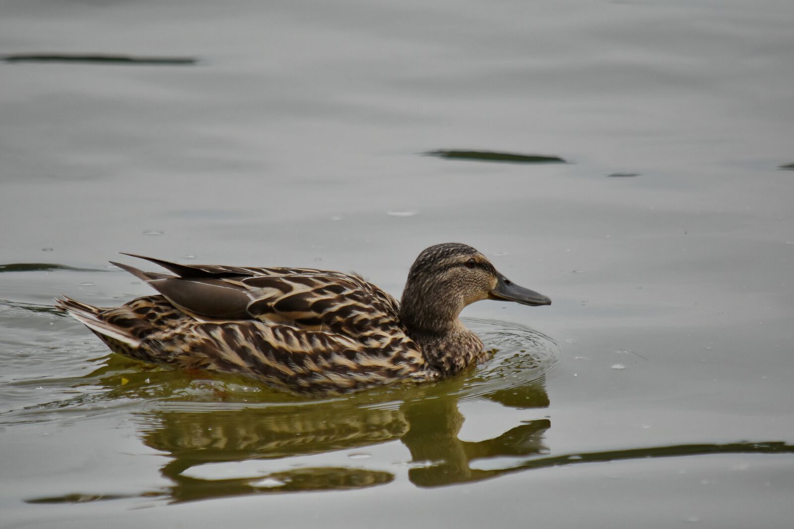 Nikon D5500 sample photo. Duck, wildlife, waterfowl, duck photography