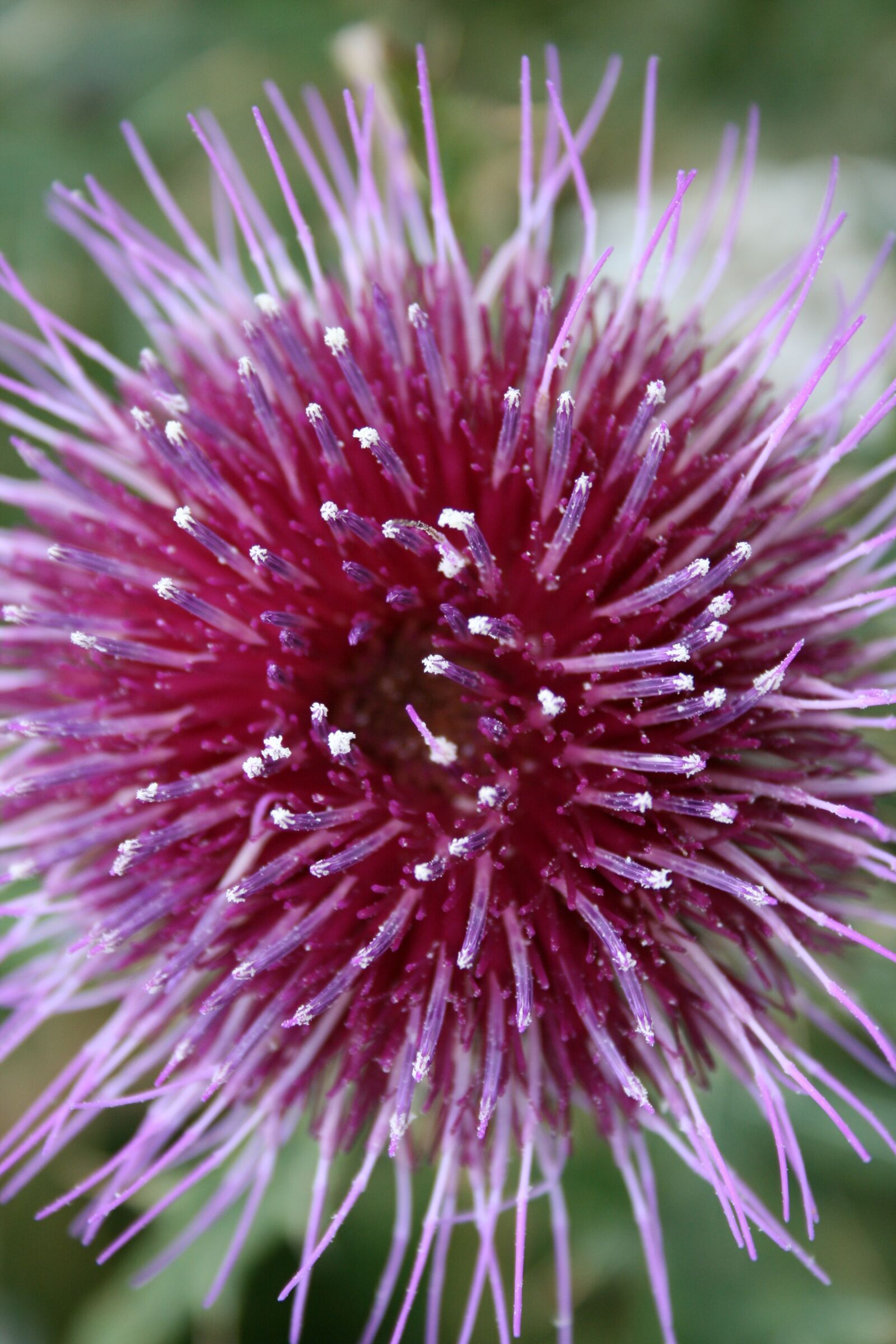 Canon EOS 400D (EOS Digital Rebel XTi / EOS Kiss Digital X) sample photo. Thistle, blossom, bloom photography