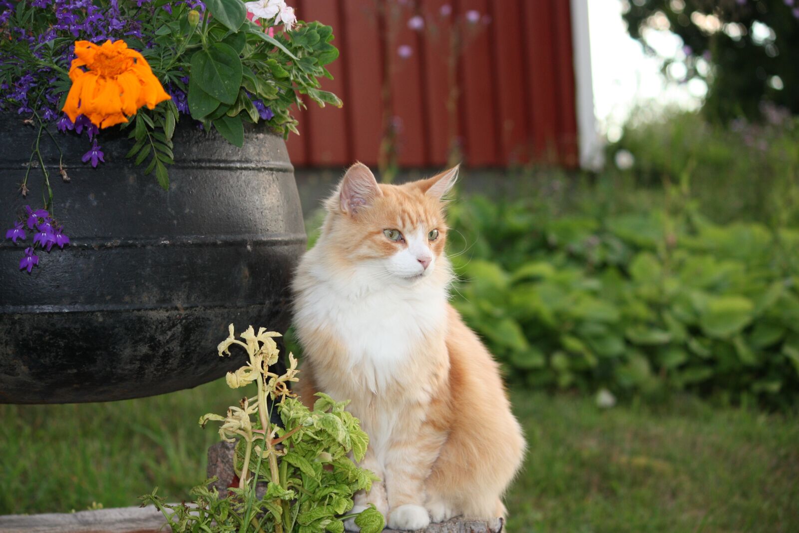 Canon EOS 450D (EOS Rebel XSi / EOS Kiss X2) sample photo. Cat, pets, cute cat photography