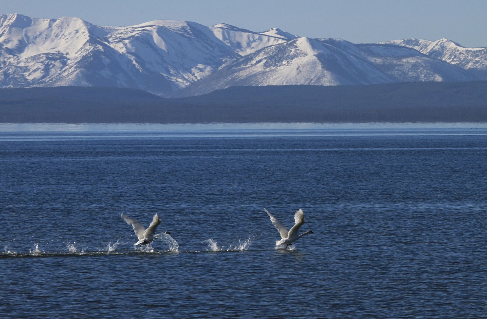 Canon EOS 7D sample photo. Trumpeter swans, birds, wildlife photography