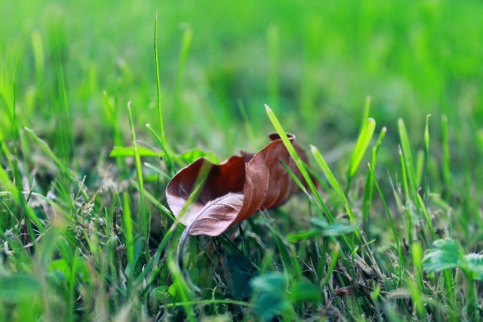 Canon EOS 1200D (EOS Rebel T5 / EOS Kiss X70 / EOS Hi) sample photo. Leaf, meadow, autumn beginning photography