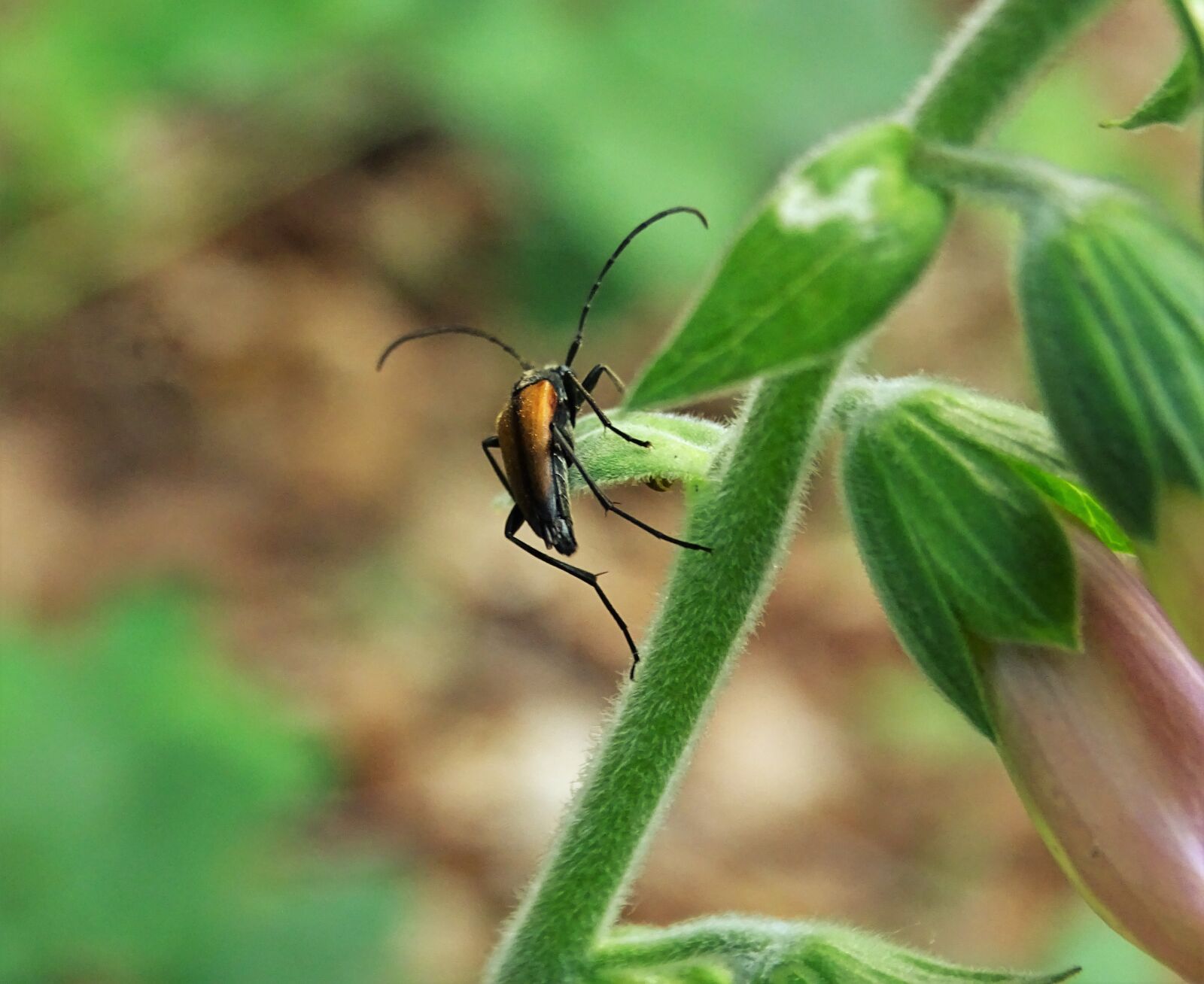 Sony Cyber-shot DSC-HX400V sample photo. Bug, insects, nature photography