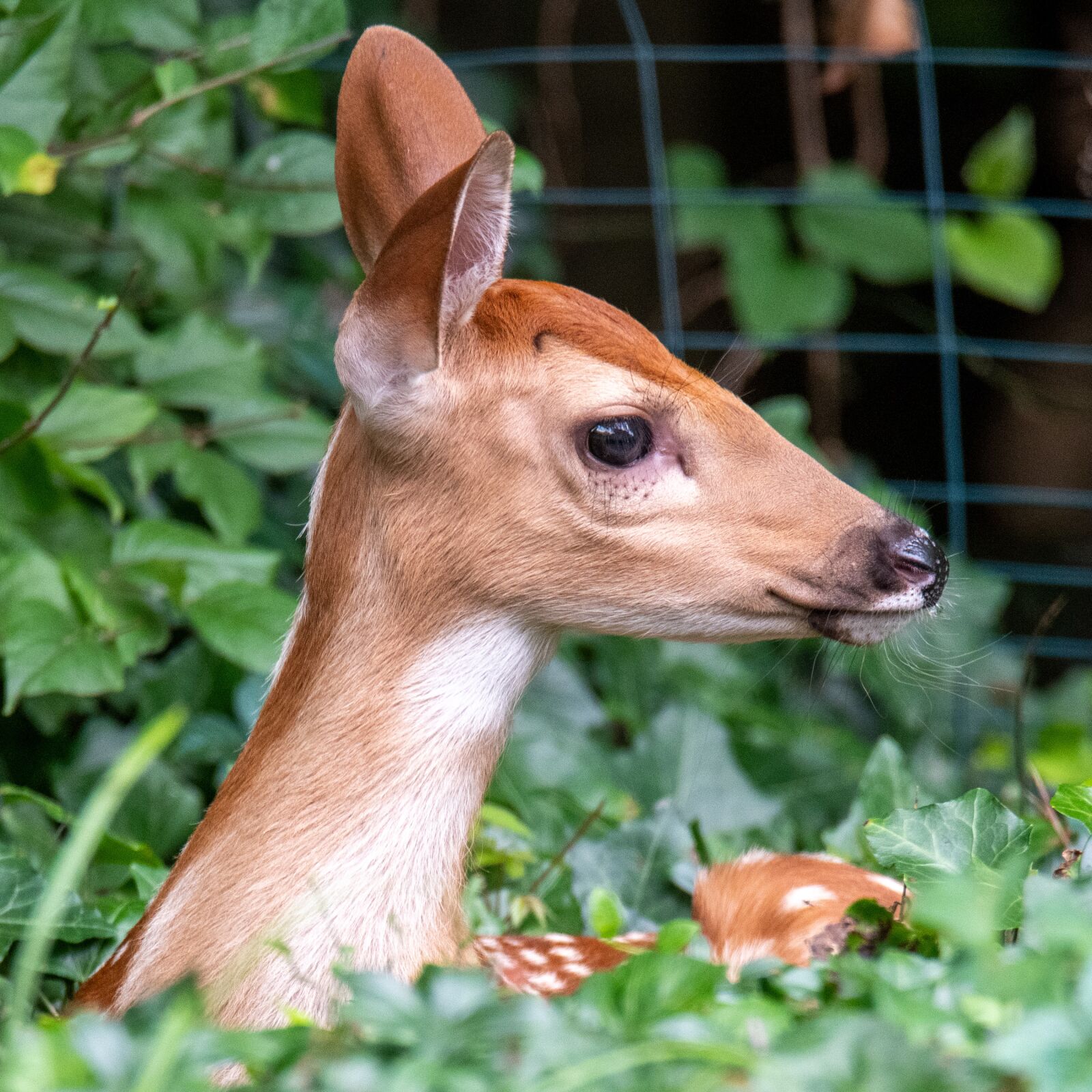 Nikon D850 sample photo. Deer, fawn, whitetail photography